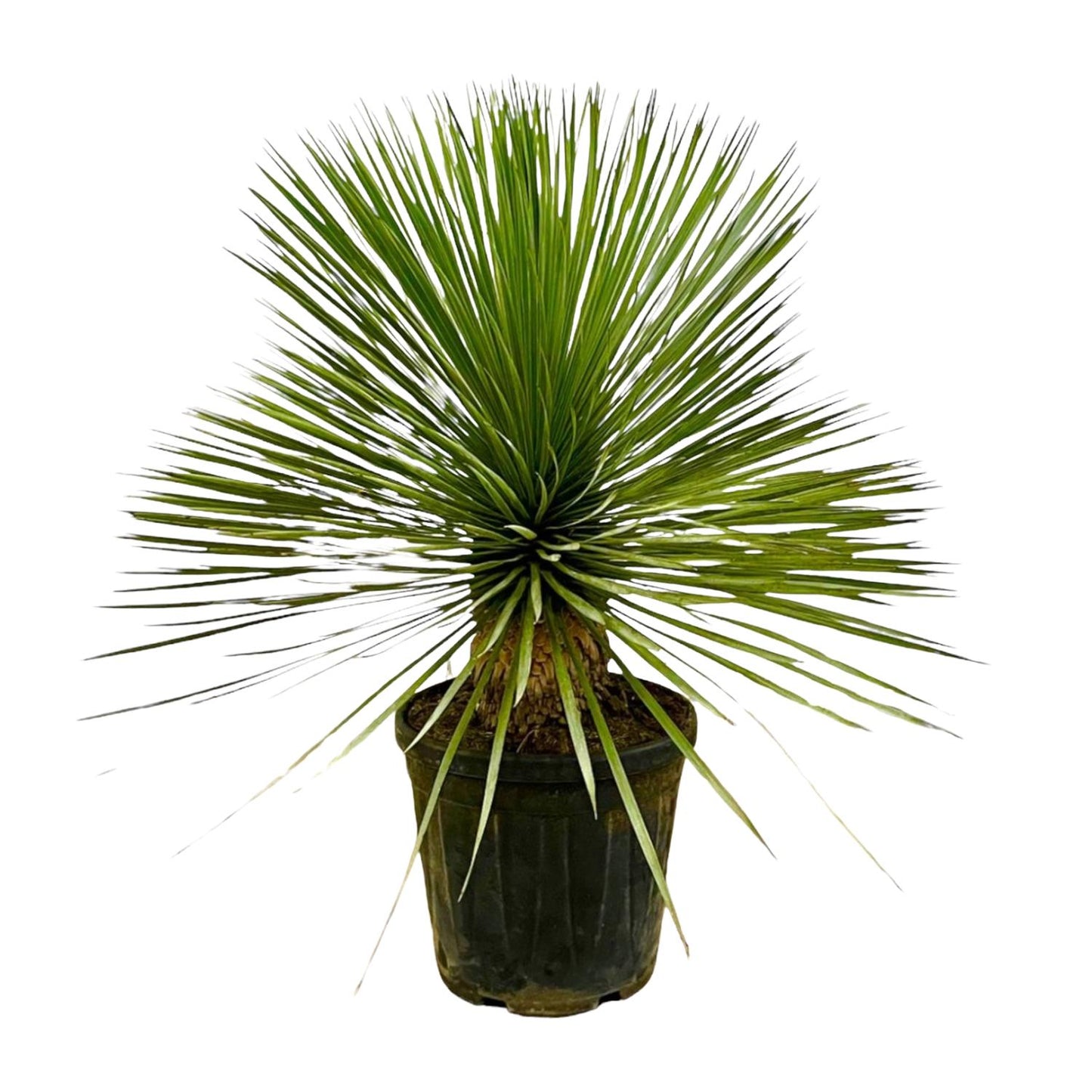 Yucca Rostrata op stam - 70 cm