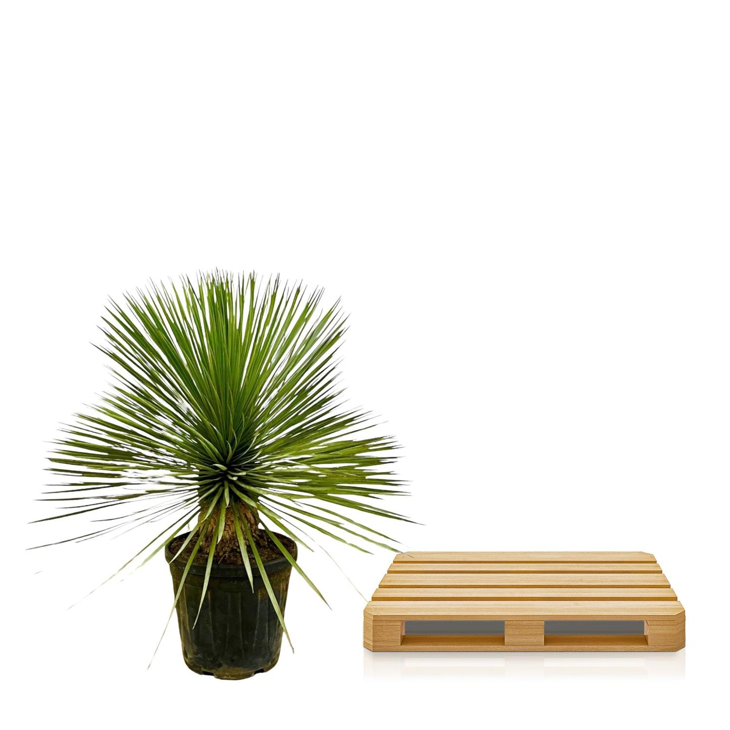 Yucca Rostrata op stam - 70 cm