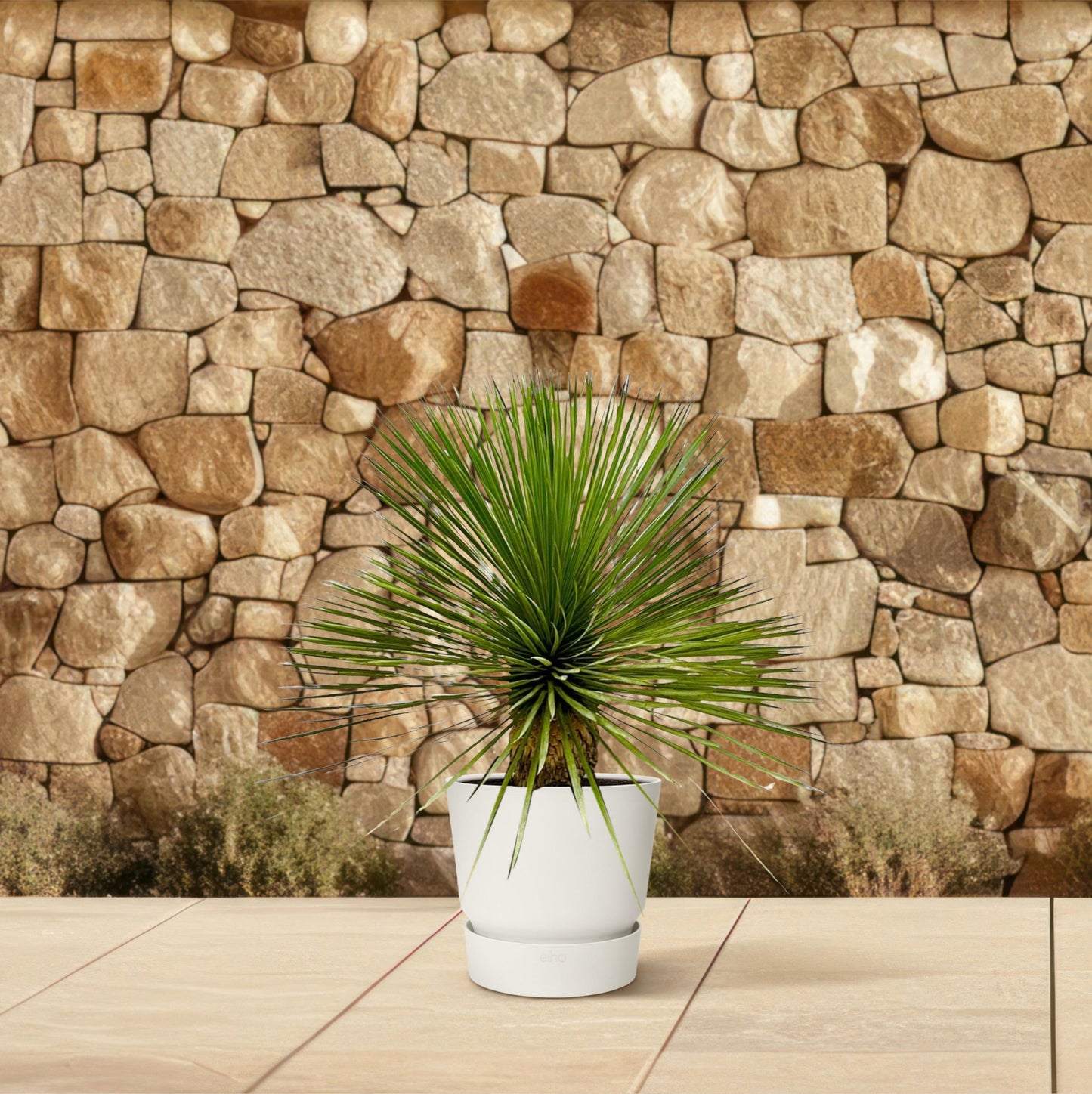 Yucca Rostrata op stam - 70 cm