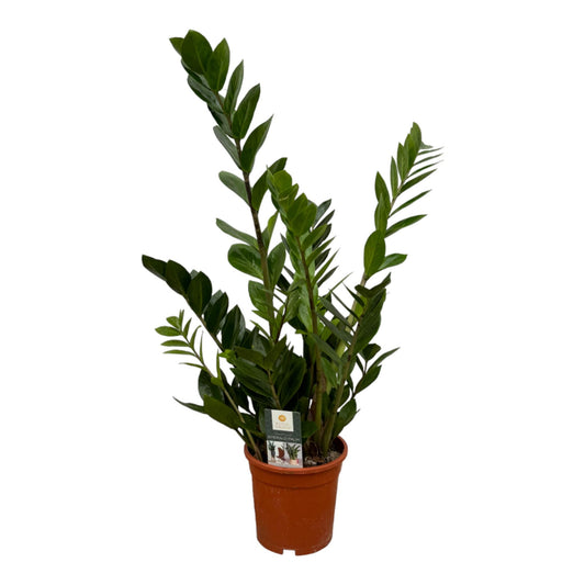 Zamioculcas - 75 cm