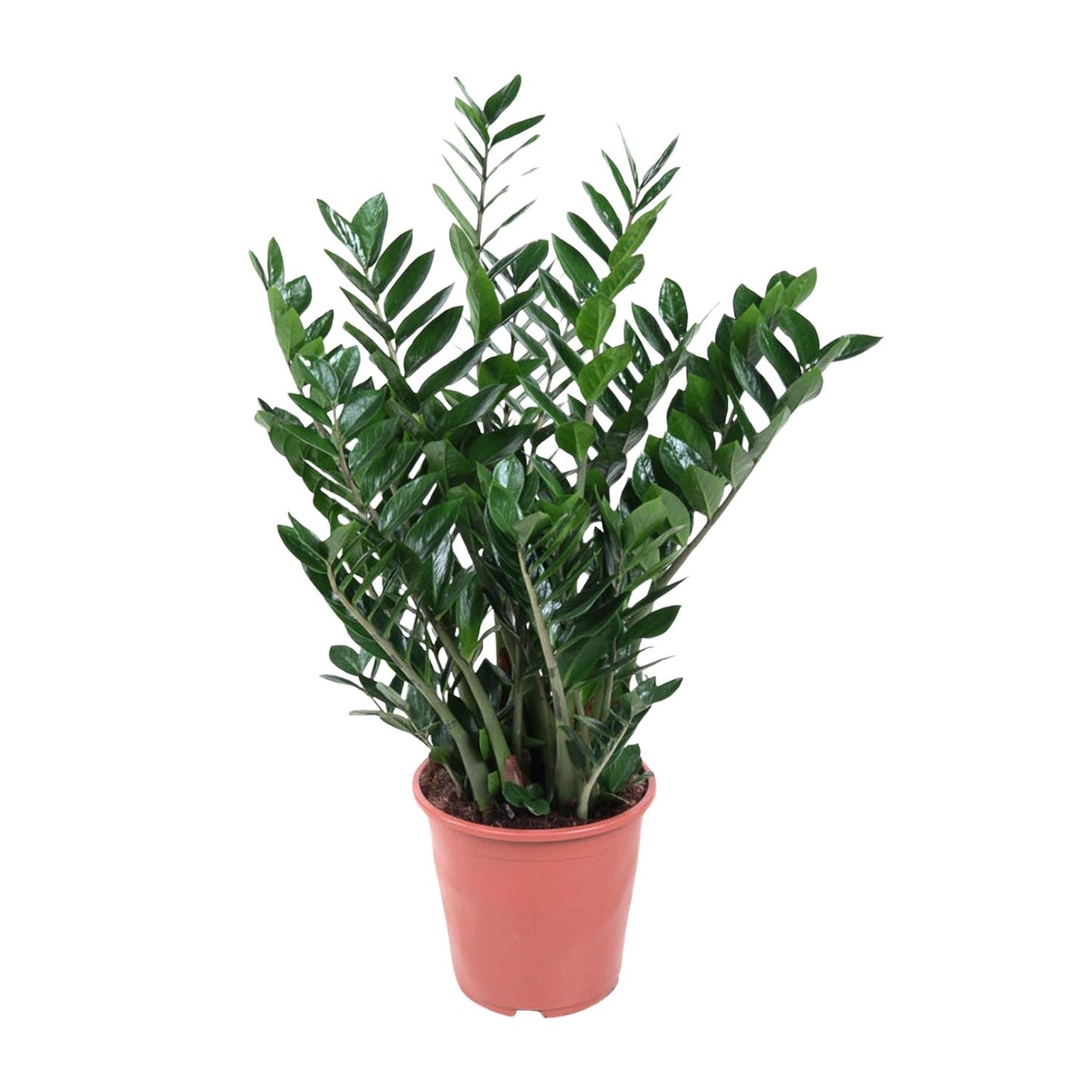 Zamioculcas Zamiifolia - 100 cm - Forest Plants