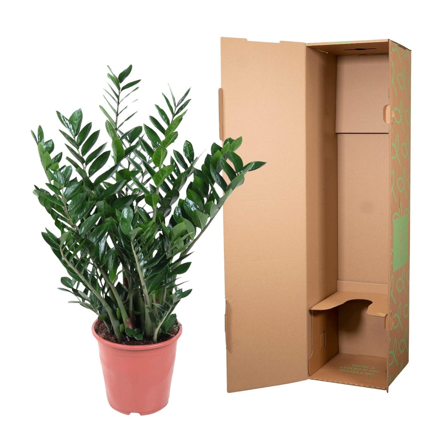 Zamioculcas Zamiifolia - 100 cm - Forest Plants