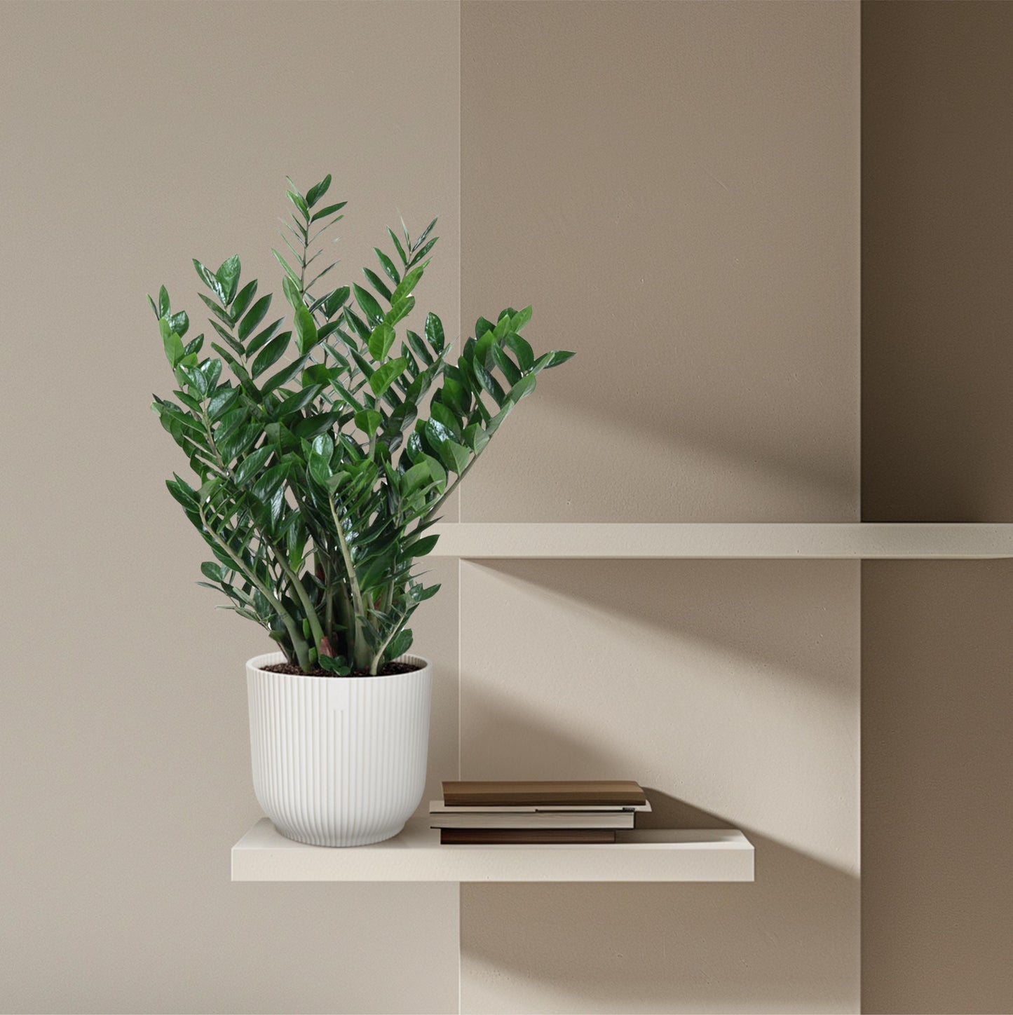 Zamioculcas Zamiifolia - 100 cm - Forest Plants