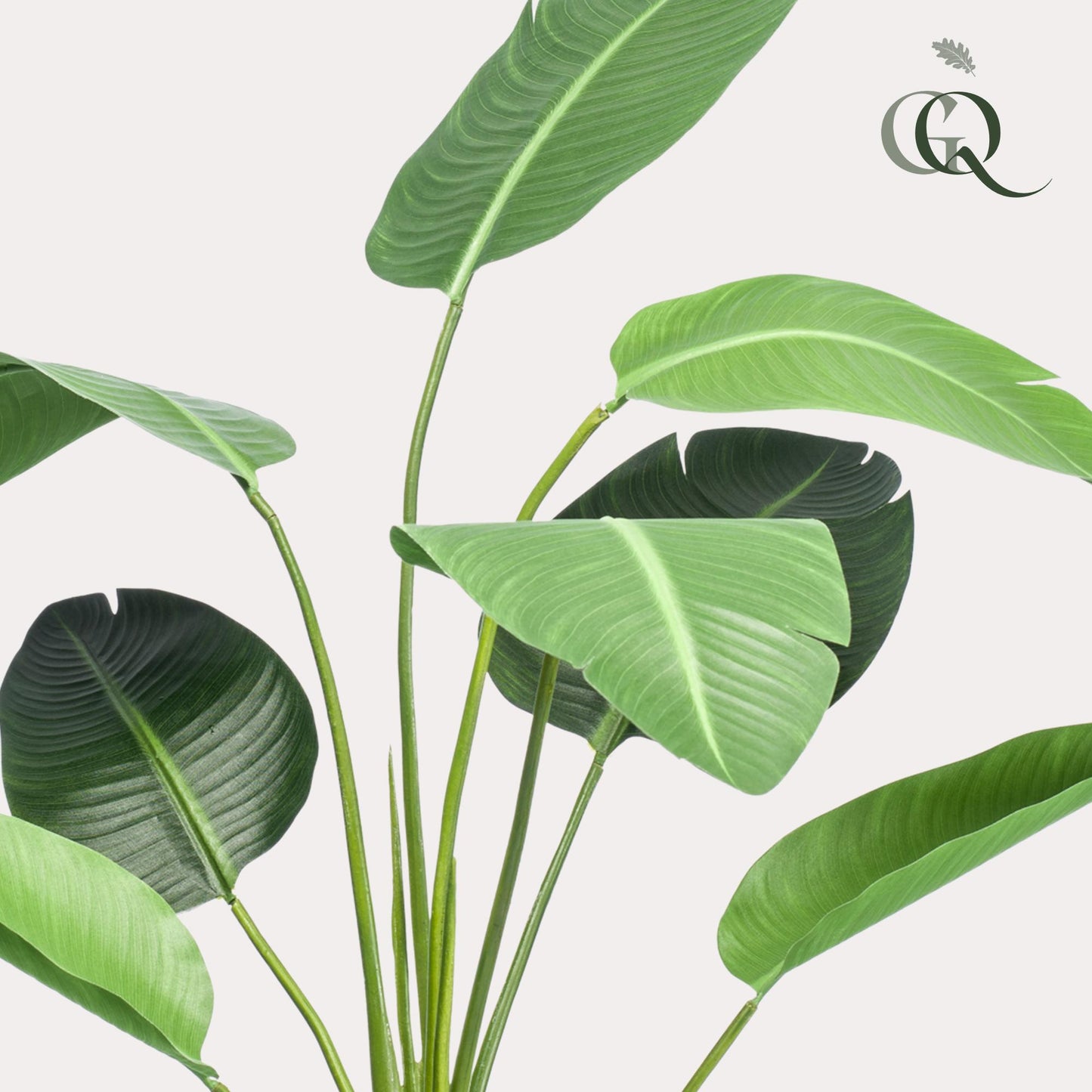 Kunstplant - Strelitzia Nicolai - Paradijsvogelbloem - 120 cm - Forest Plants