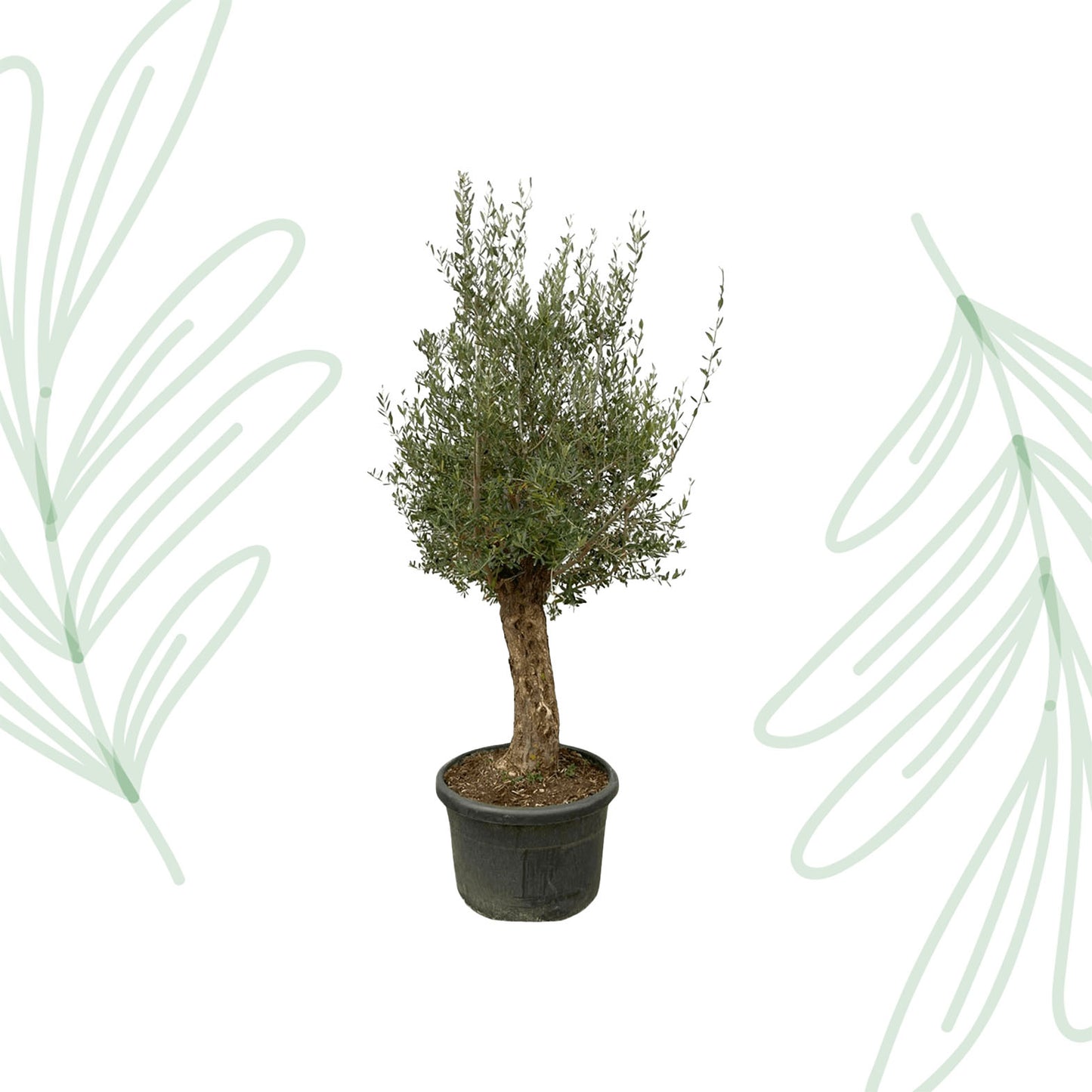 Olea Europaea Bonsai - 250 cm - Forest Plants