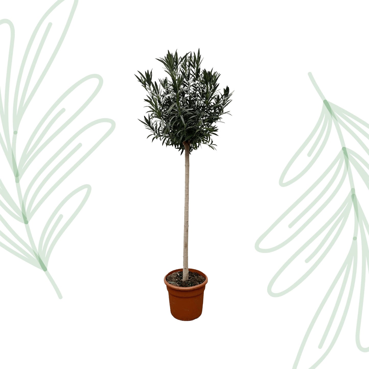 Nerium Oleander op stam met witte bloem - 170 cm - Forest Plants