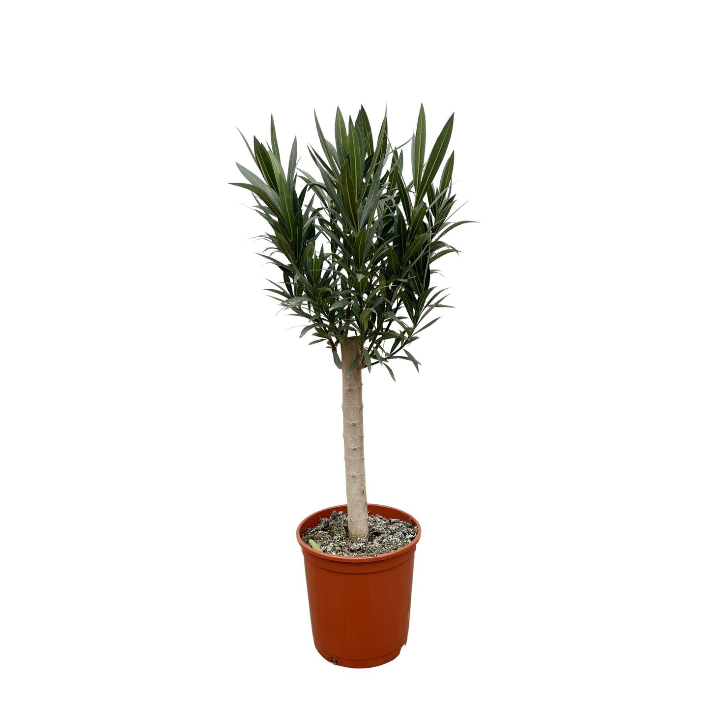 Nerium Oleander op stam met witte bloem - 110 cm - Forest Plants