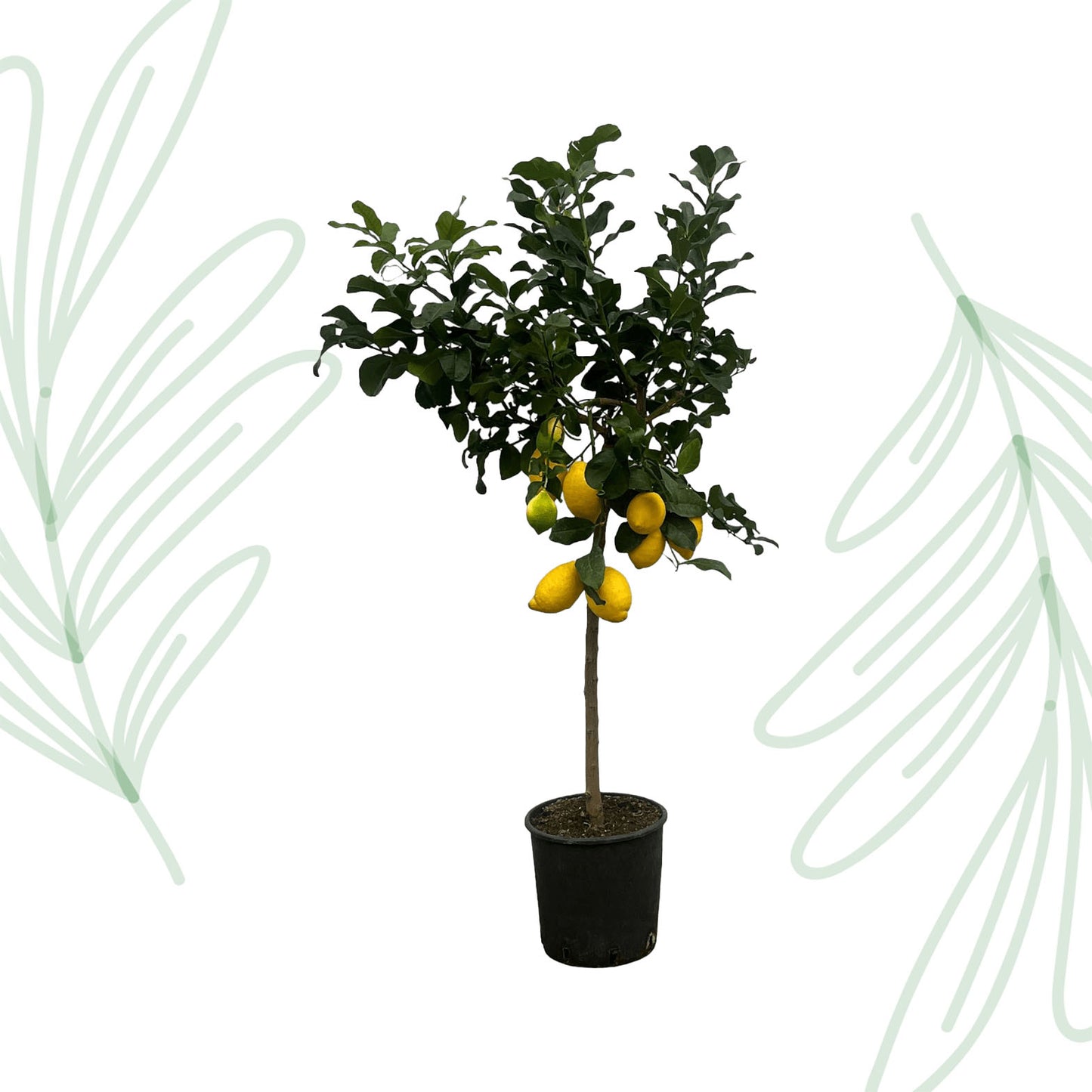 Citrus Lemon (Citroenboom) - 150 cm