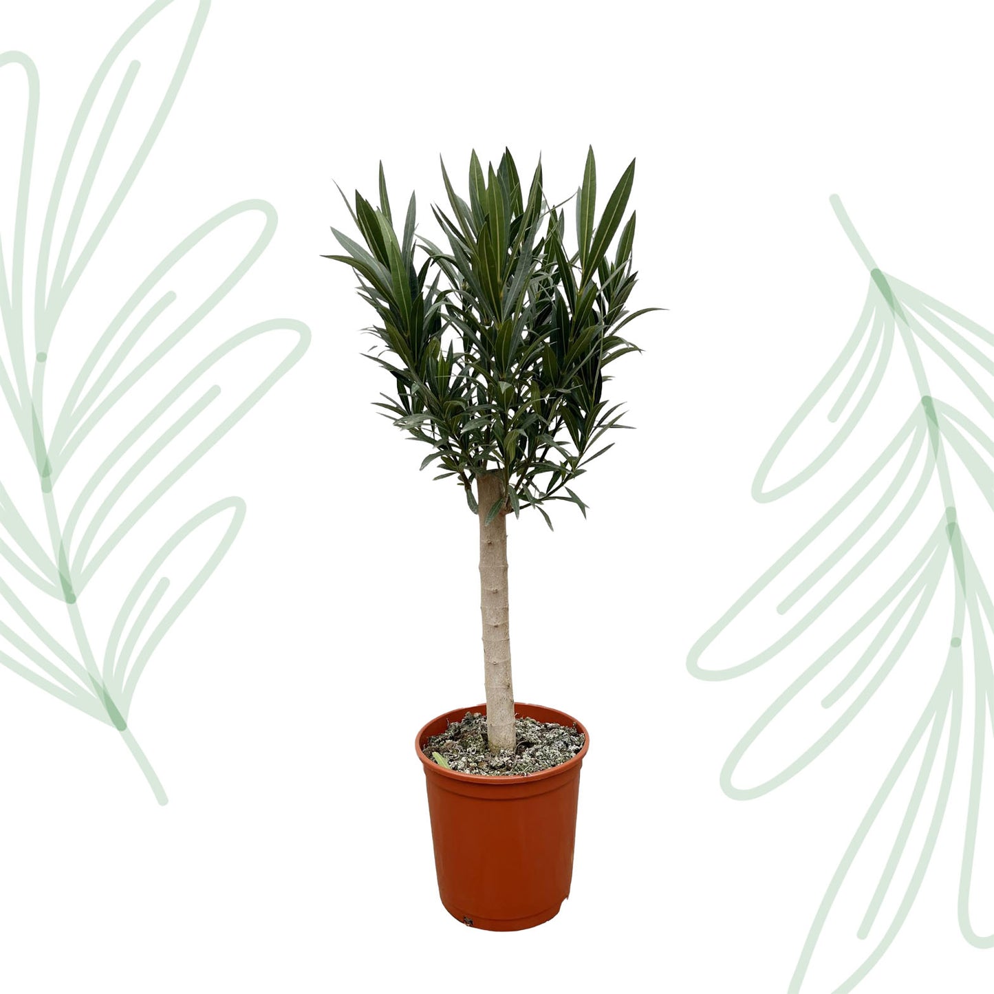 Nerium Oleander op stam met witte bloem - 110 cm - Forest Plants
