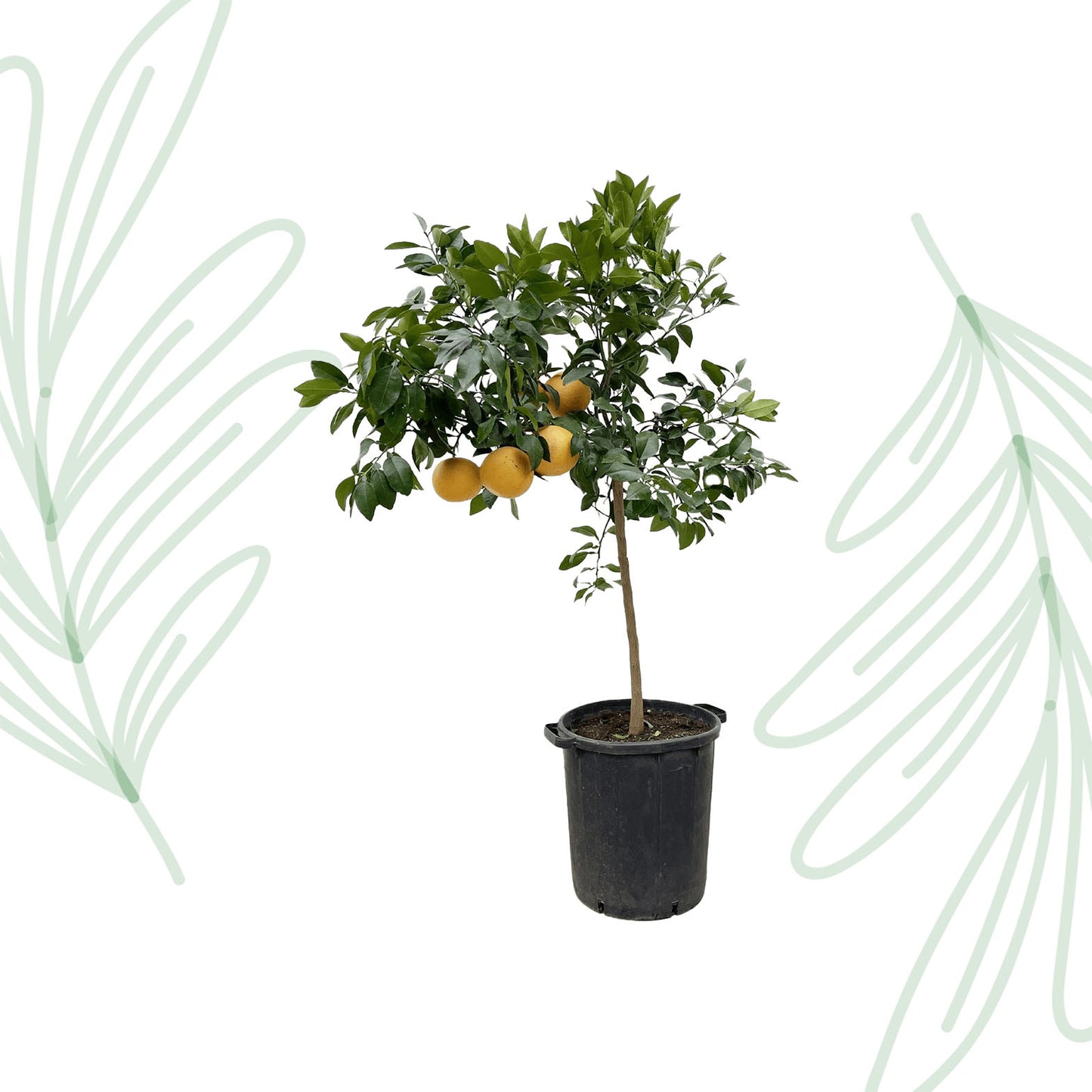 Citrus Pompelmo - 150 cm - Forest Plants