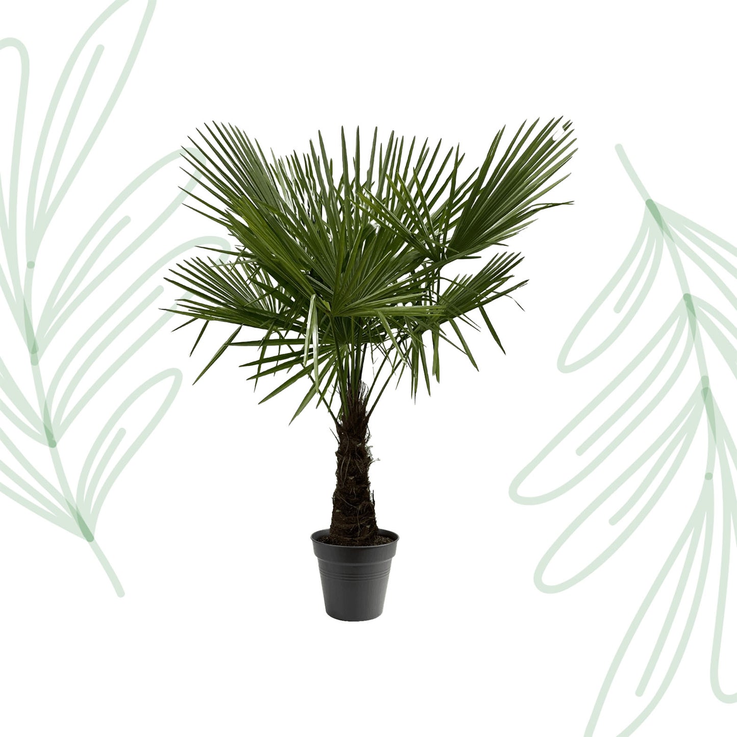 Trachycarpus Fortuneii - 160-180 cm - Forest Plants