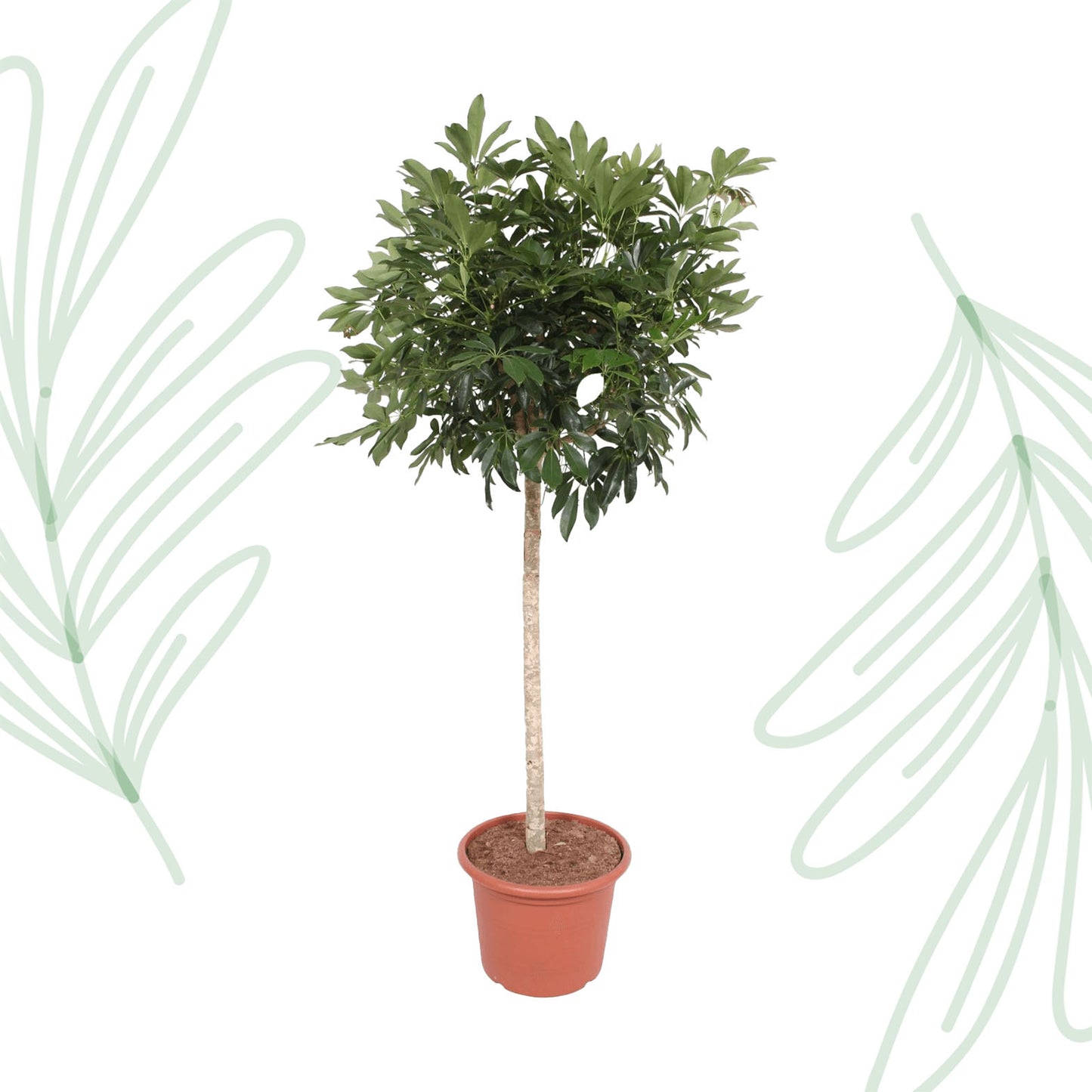 Schefflera Arboricola Compacta boom - 190 cm - Forest Plants