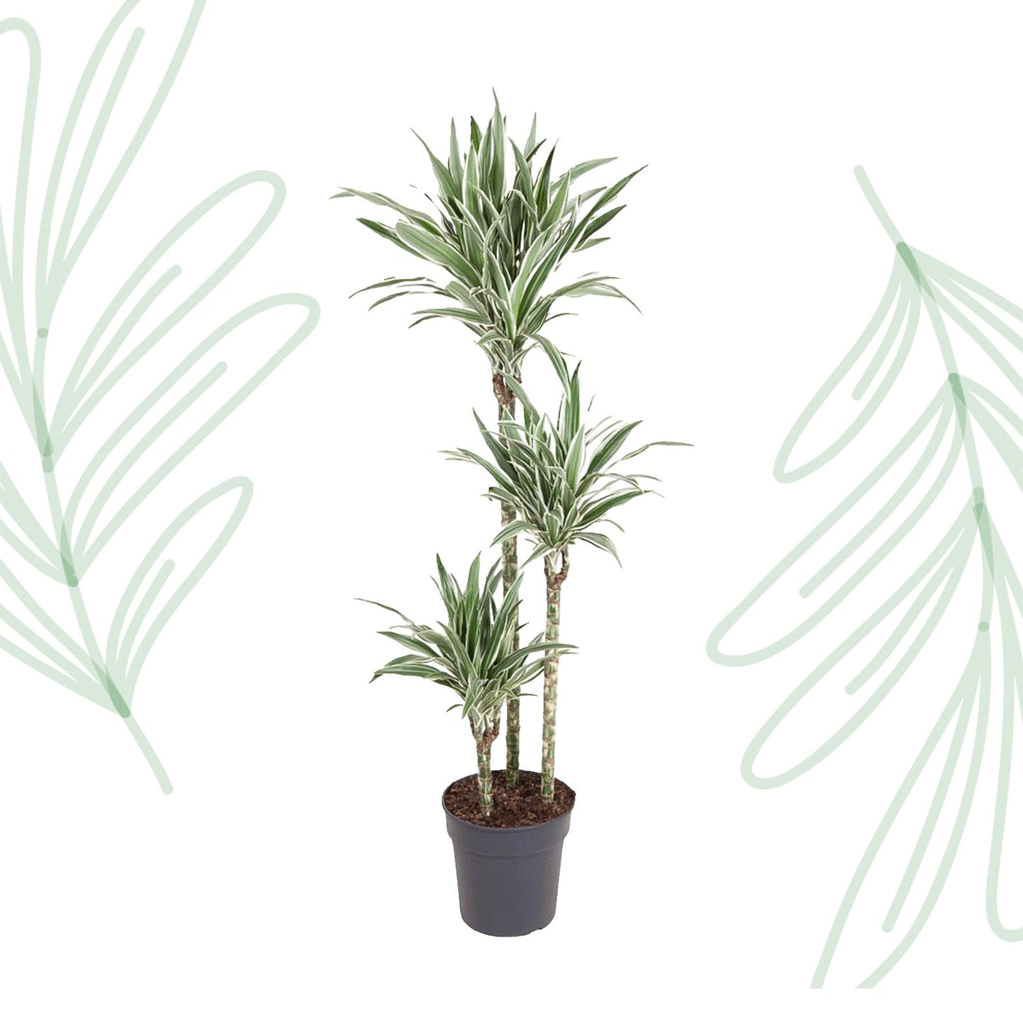 Dracaena White Stripe - 150 cm - Forest Plants