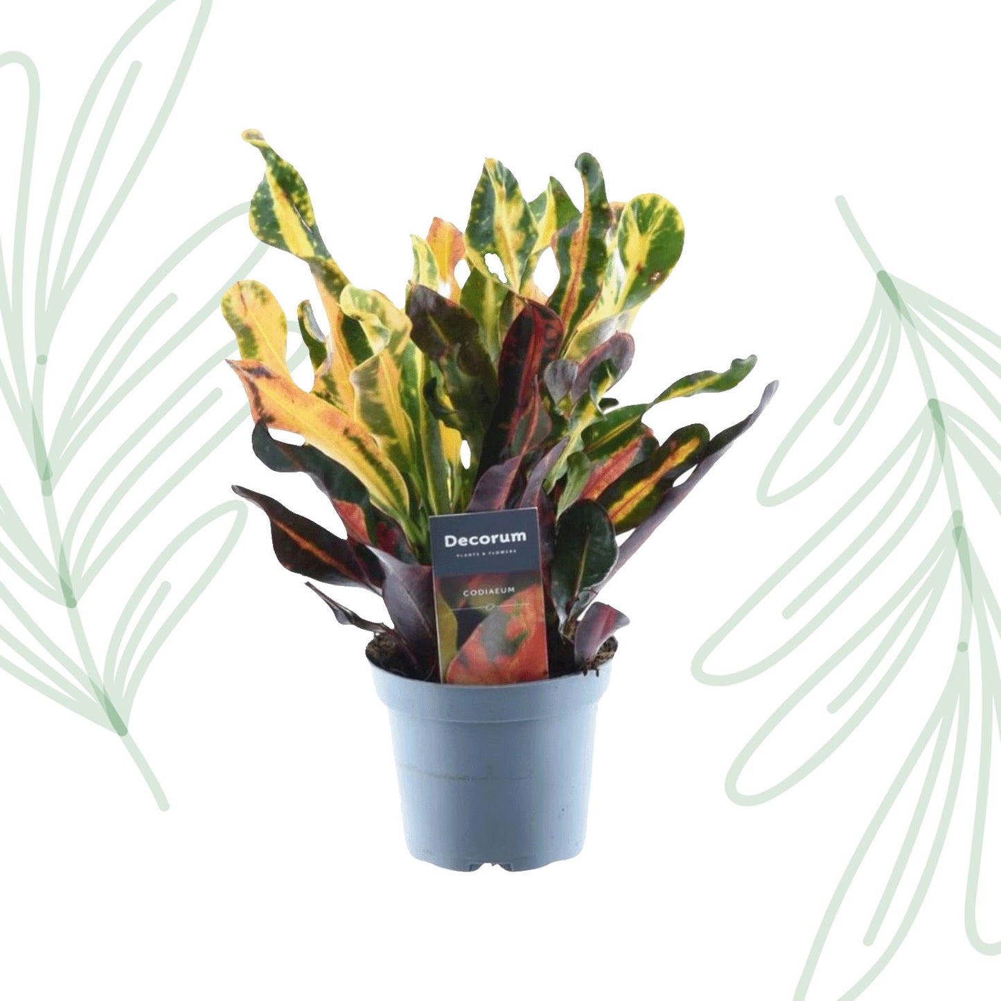 Codiaeum variegatum 'Mammi' - 30 cm