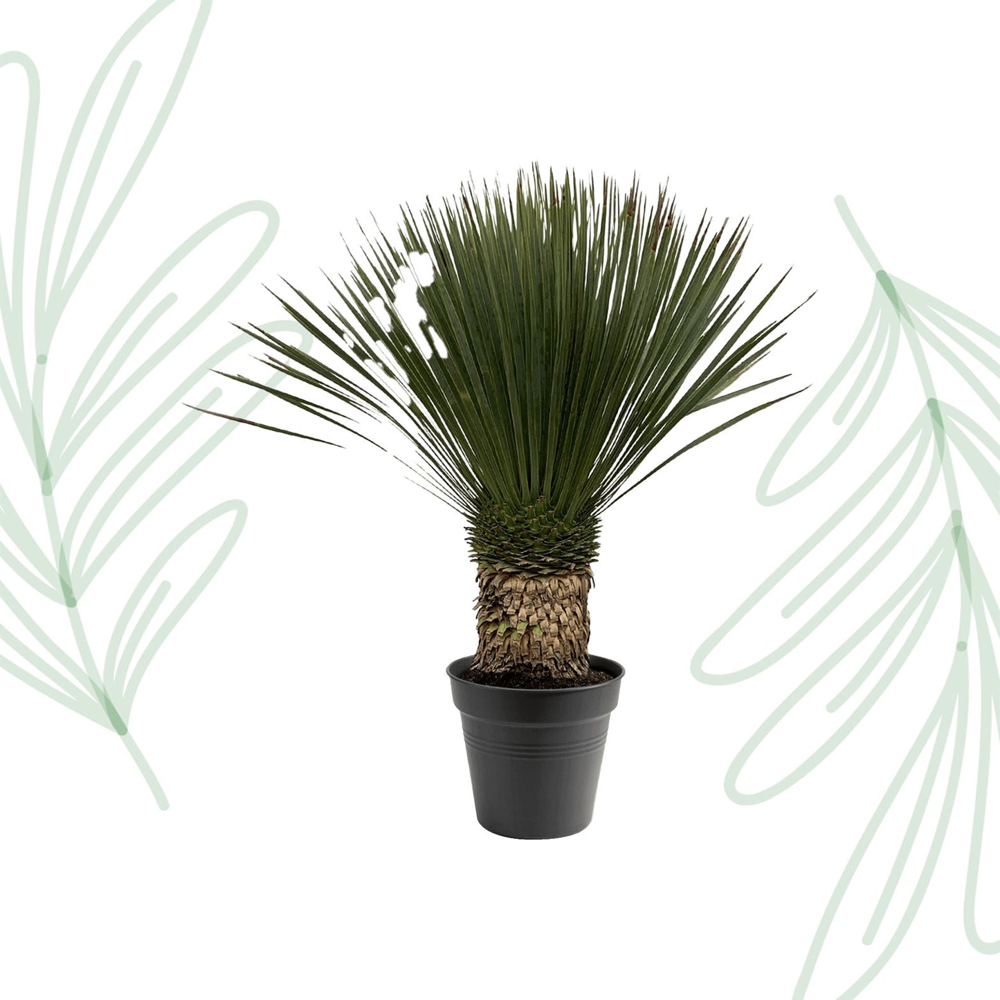 Yucca Rostrata - 80-100 cm - Forest Plants
