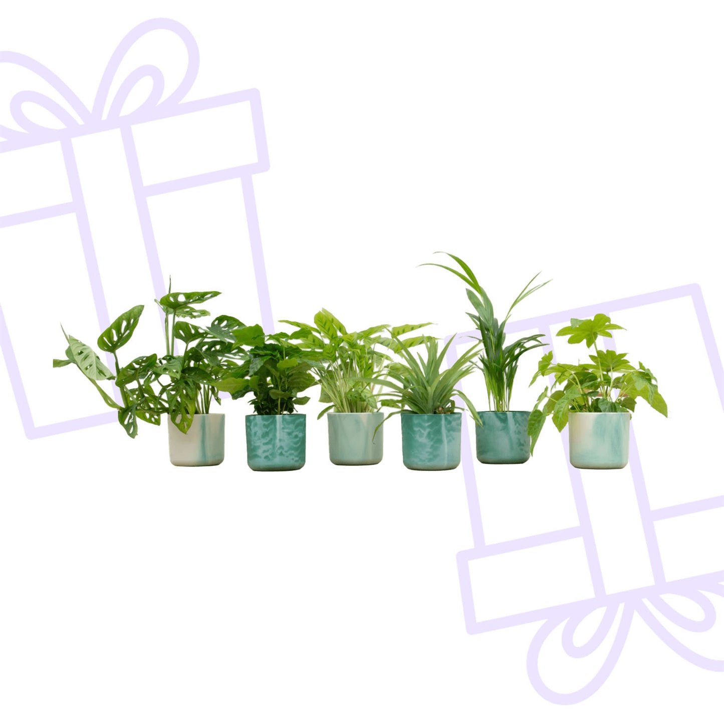 Verrassingsbox - 6 planten inclusief elho Ocean Round pacifisch groen Ø14