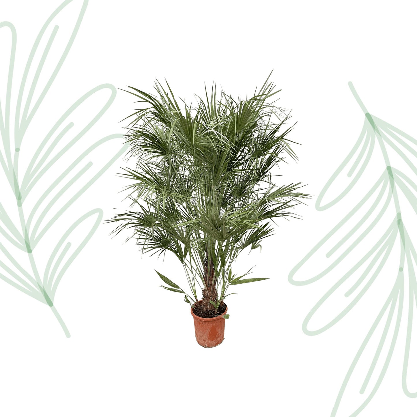 Chamaerops Humilis struik - 170 cm - Forest Plants