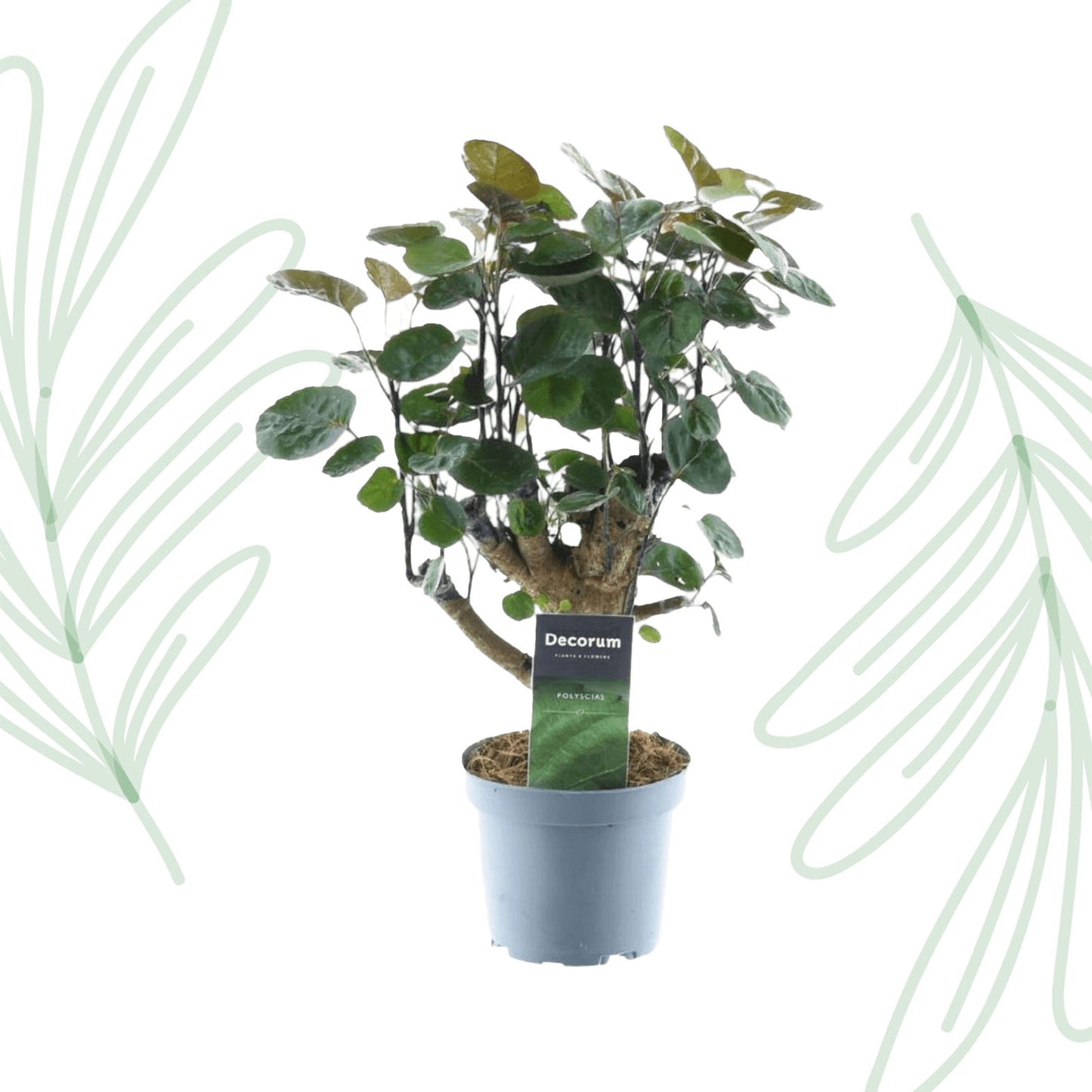 Polyscias Fabian - 45 cm