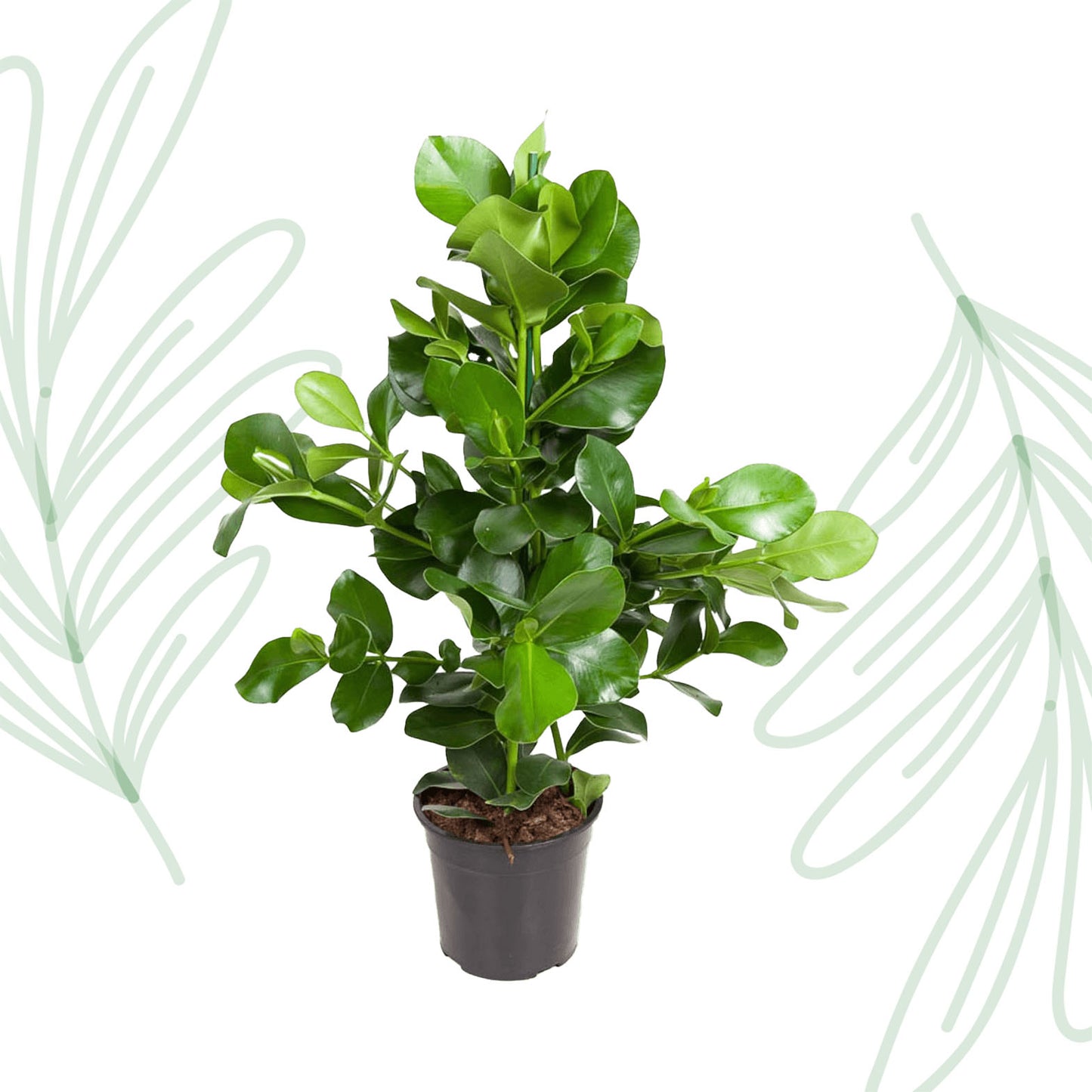 Clusia Rosea - 110 cm - Forest Plants