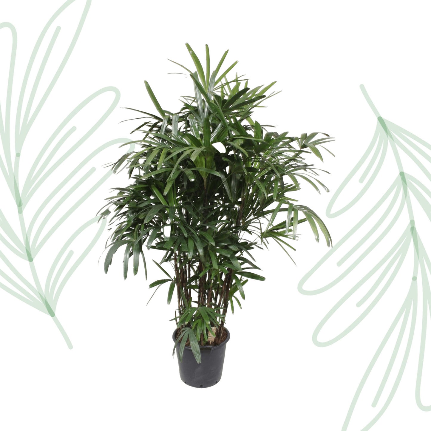 Rhapis Excelsa - 190 cm - Forest Plants