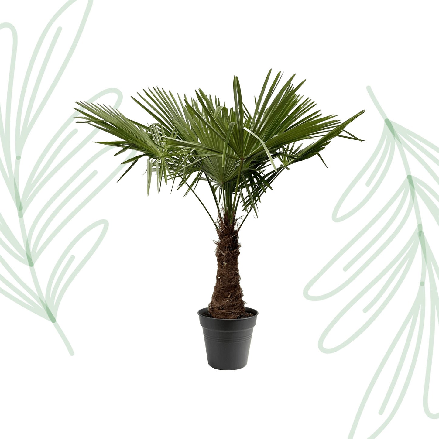 Trachycarpus Fortuneii - 220-240 cm - Forest Plants
