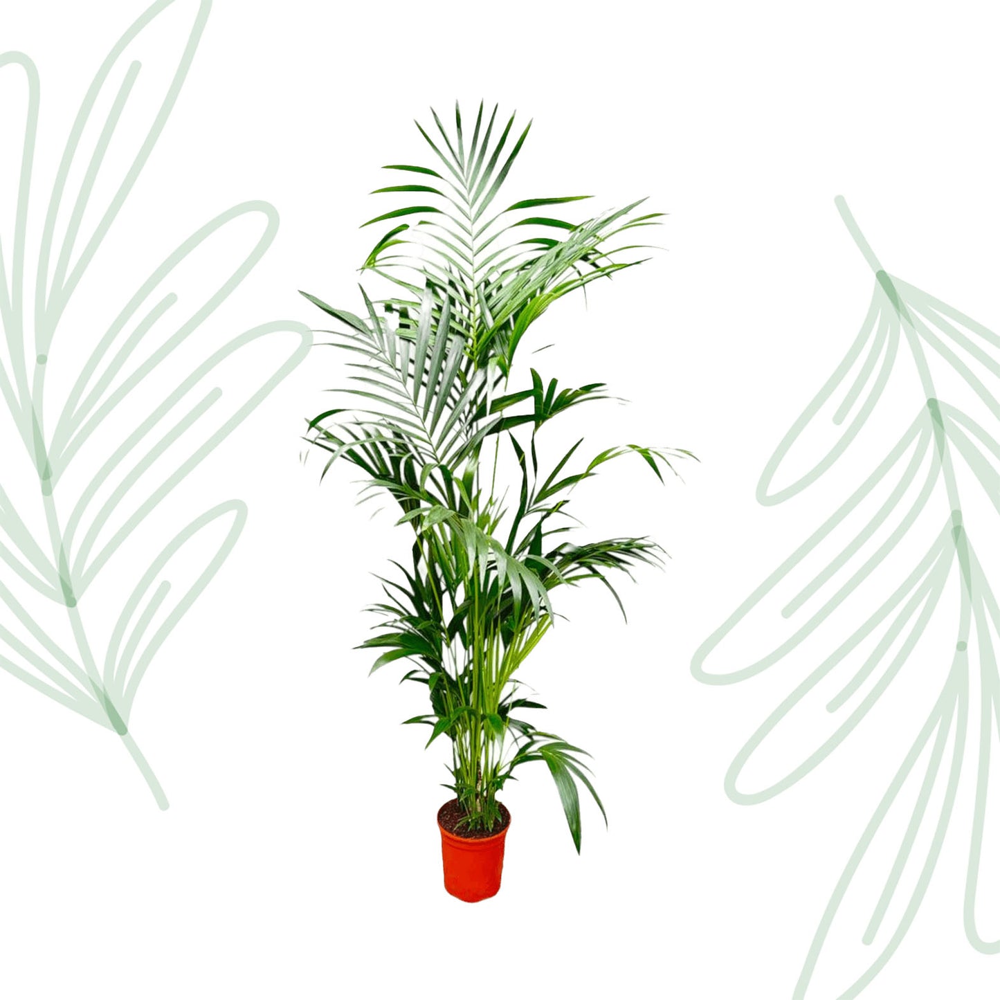 Kentia Palm - 200 cm - Forest Plants