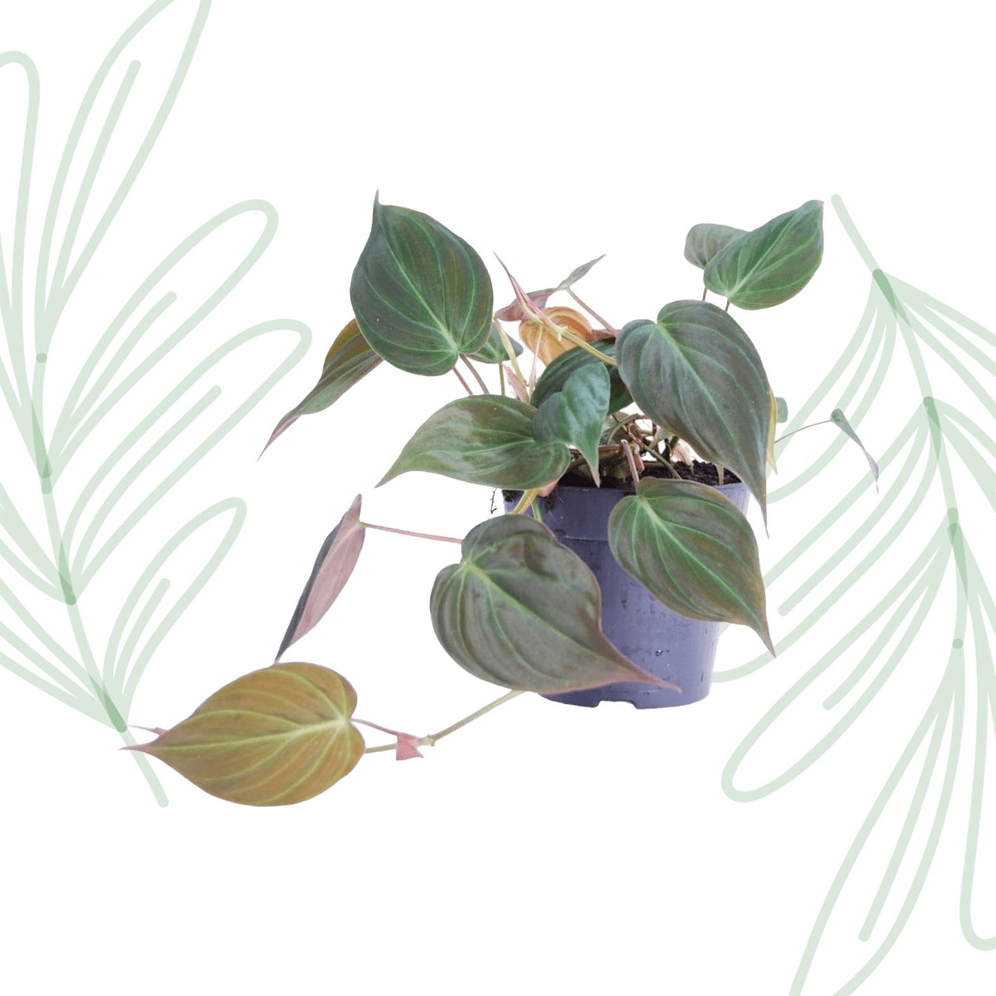 Philodendron scandens 'Micans' - 25 cm