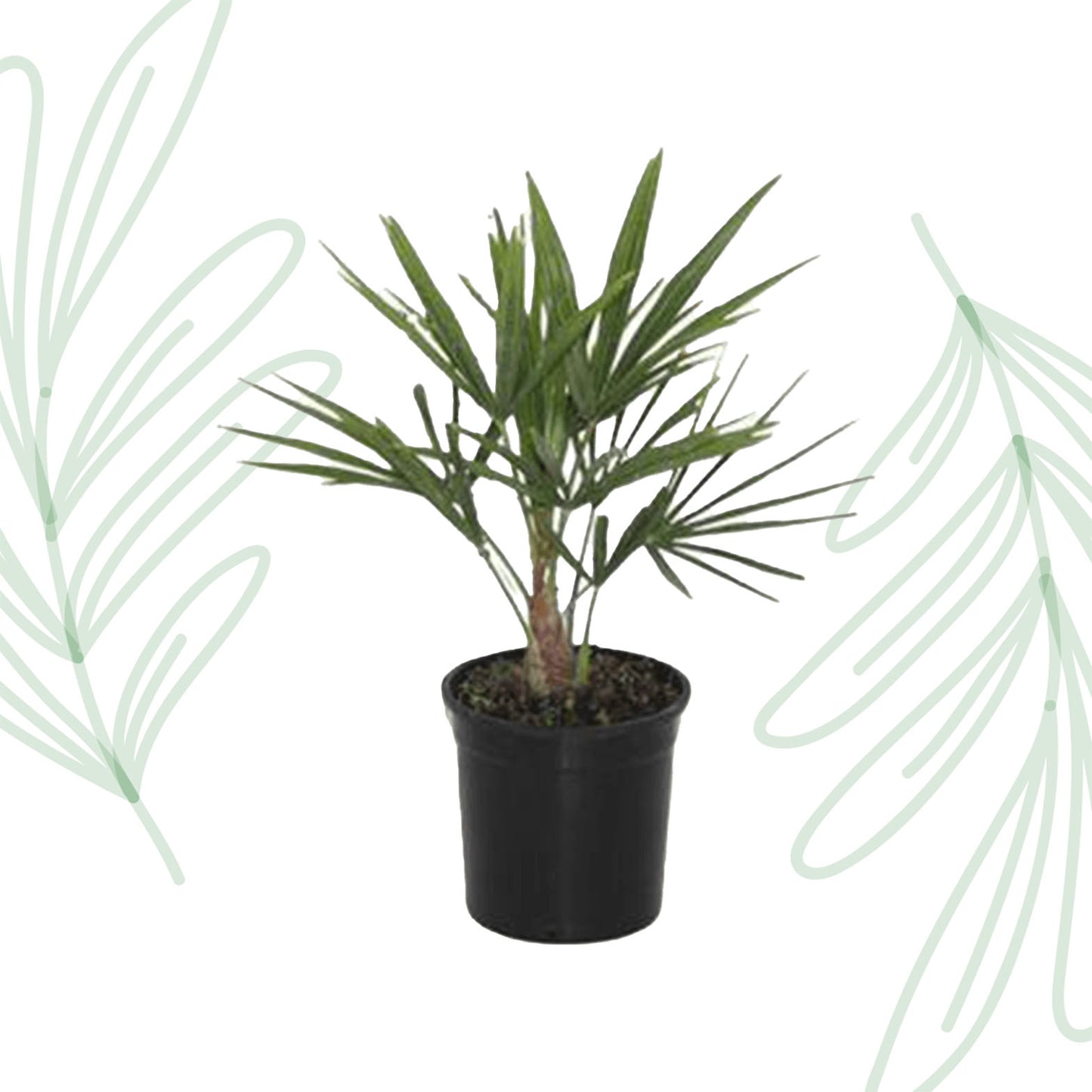 Trachycarpus Fortunei - 40 cm