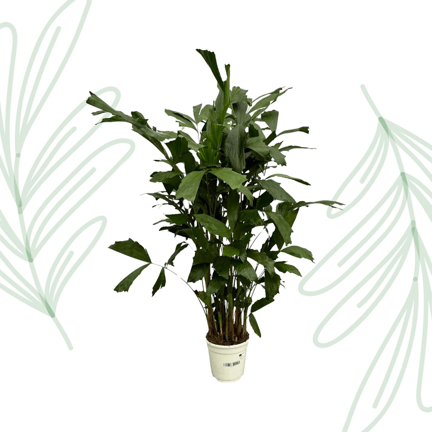 Caryota Mitis - 130 cm