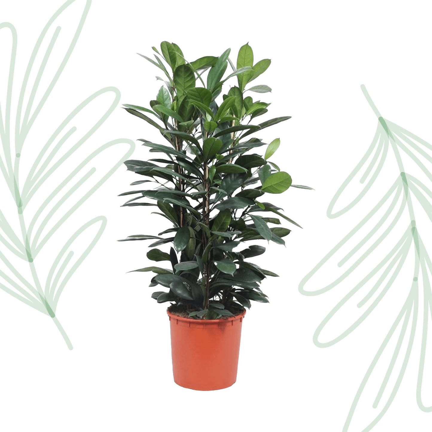 Ficus Cyathistipula struik - 140 cm - Forest Plants