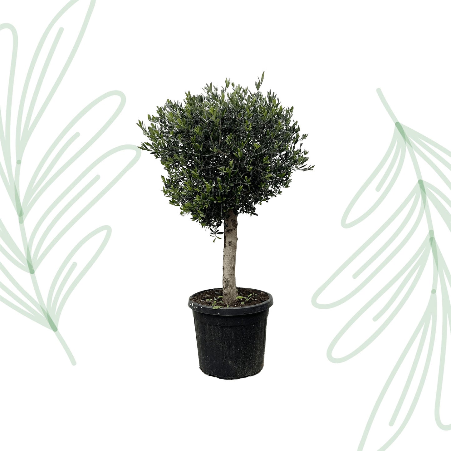 Olea Europaea Lorc - 180 cm - Forest Plants