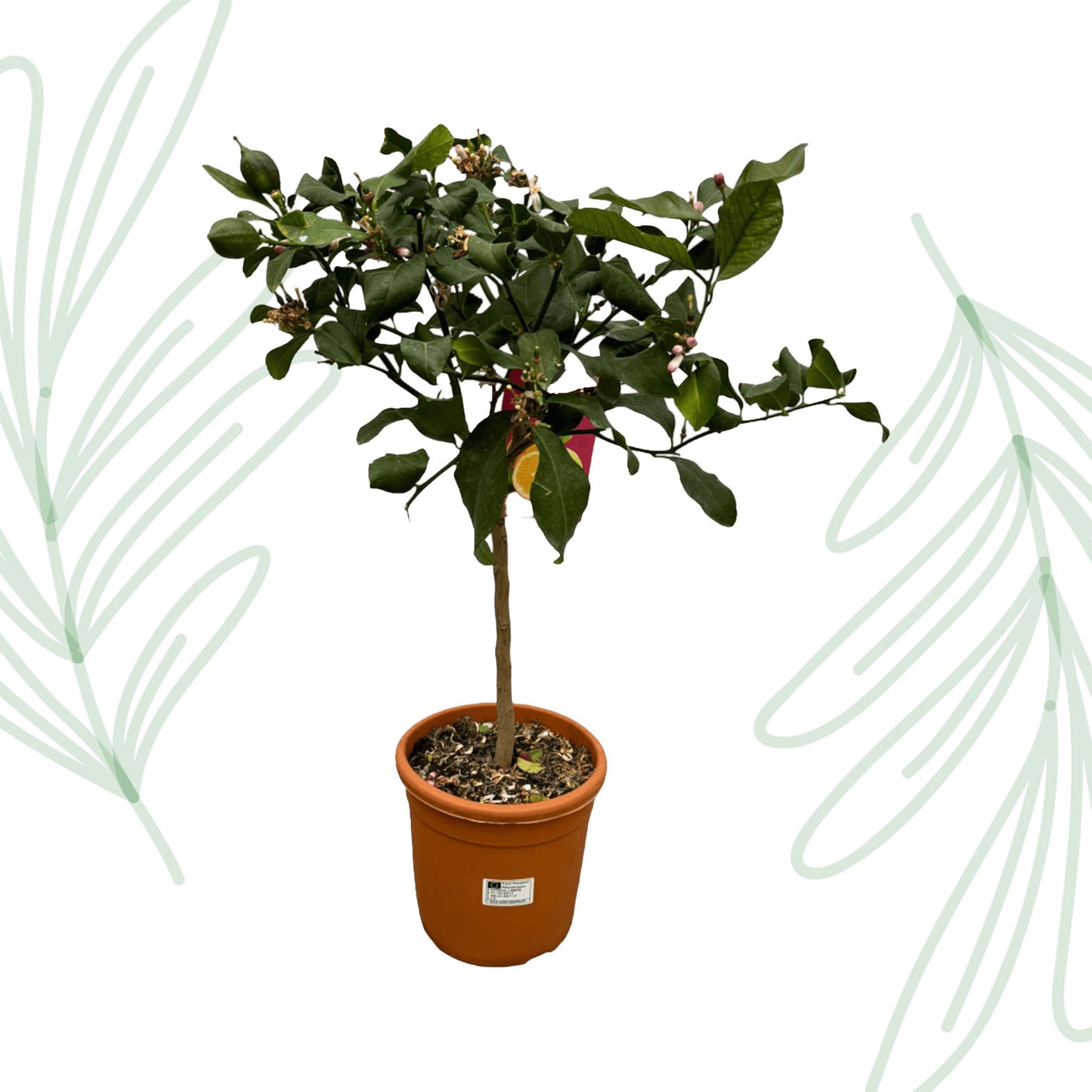 Citrus Lemon - 80 cm