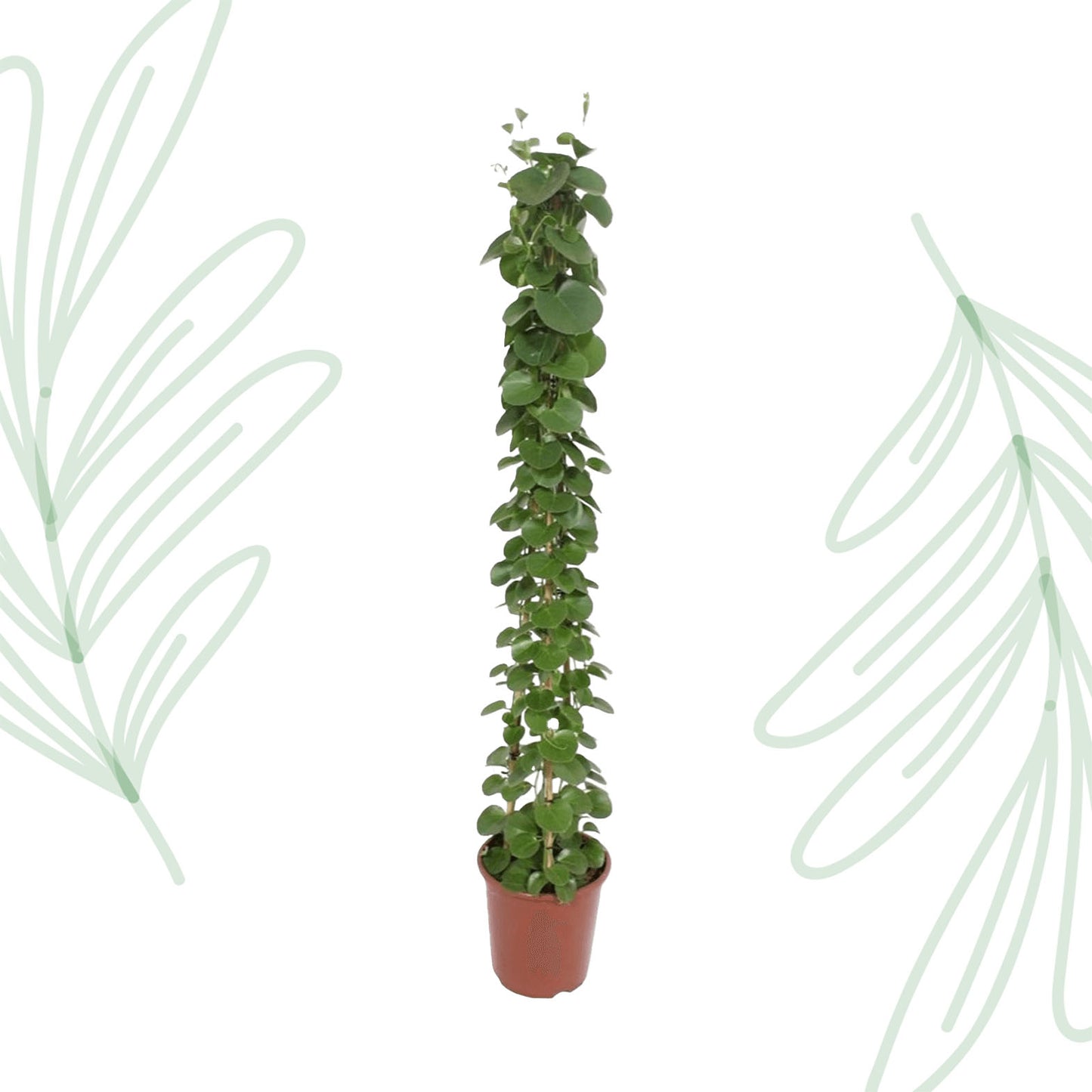 Cissus rotundifolia pyramide - 160 cm - Forest Plants