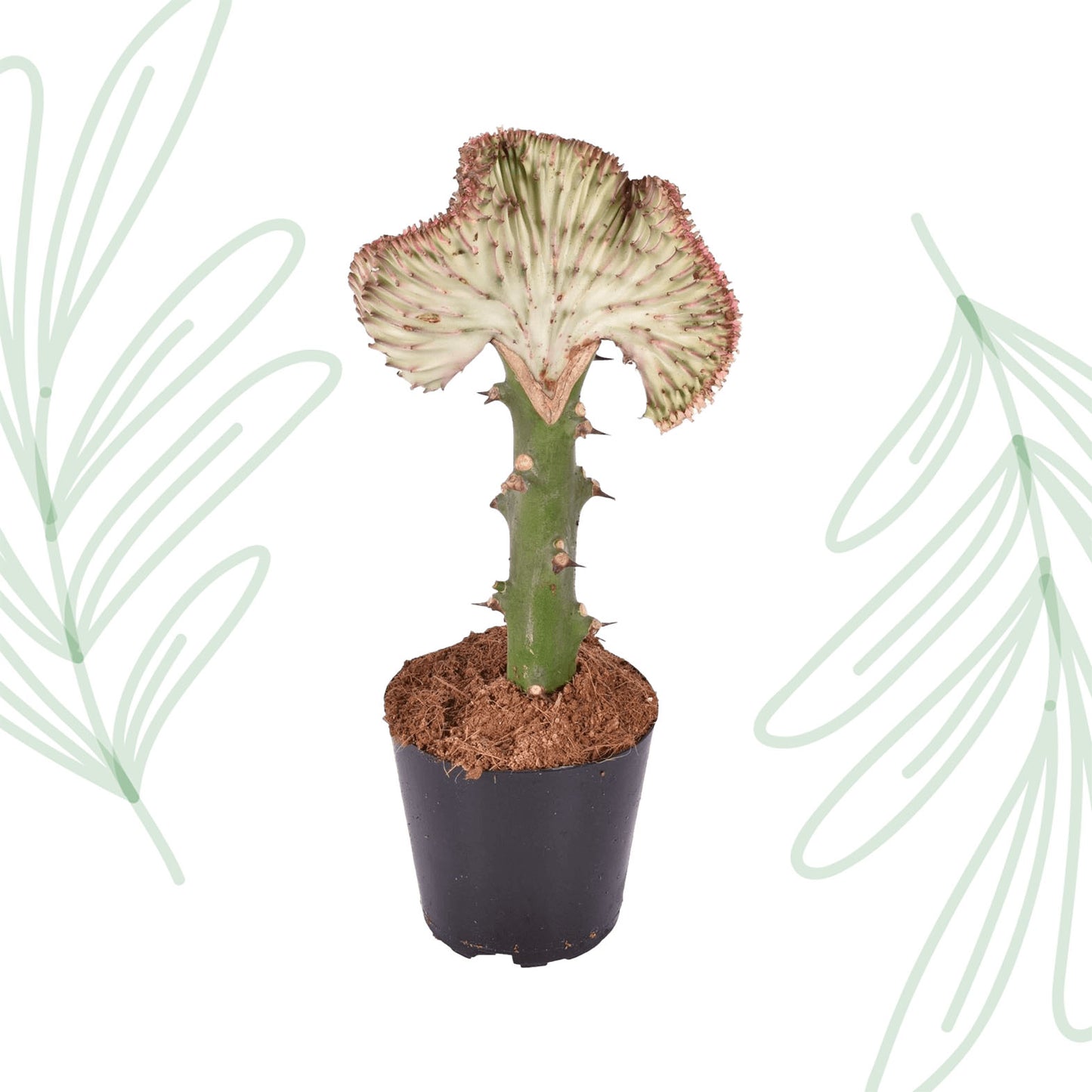 Euphorbia lactea Cristata rood - 35 cm