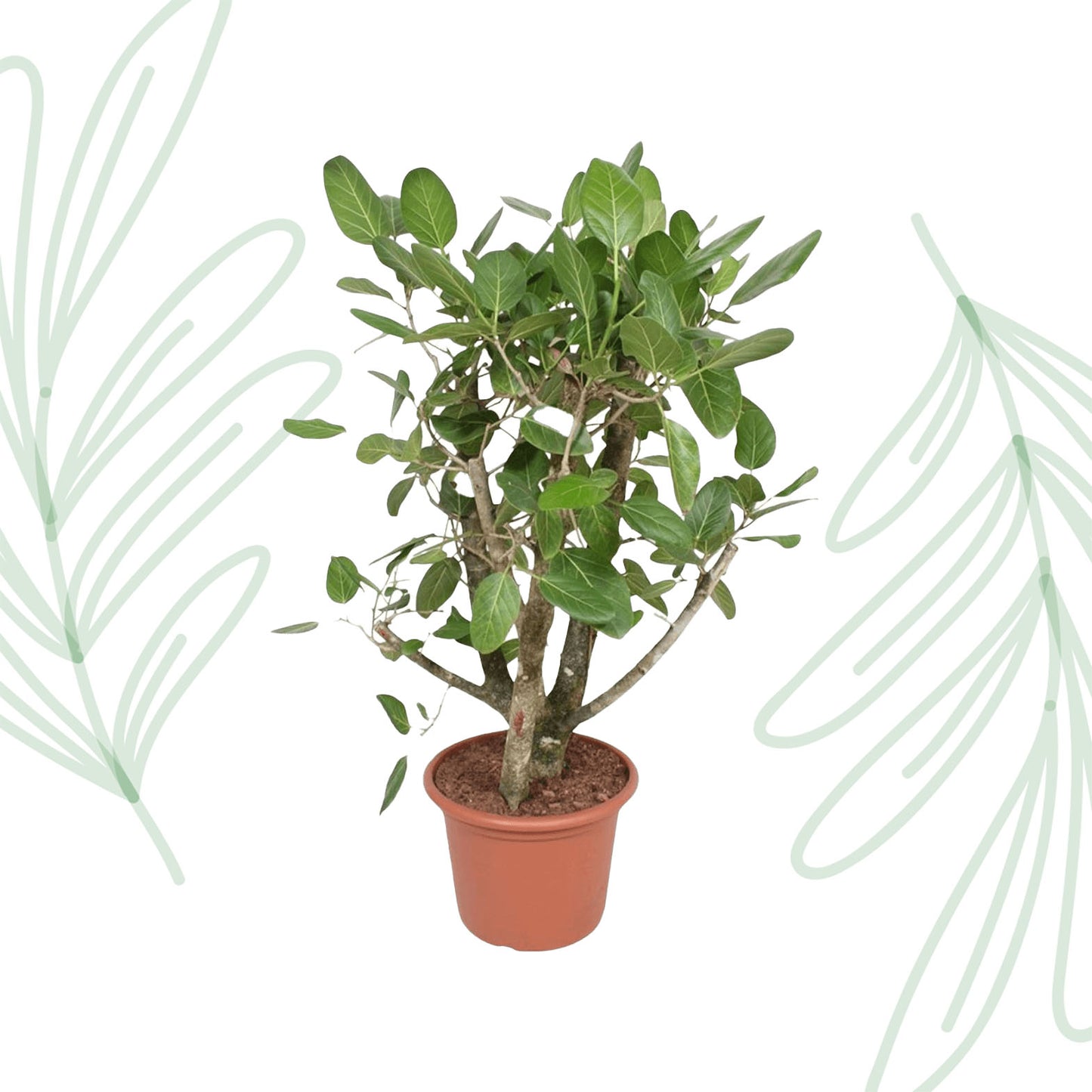 Ficus Benghalensis vertakt - 140 cm - Forest Plants