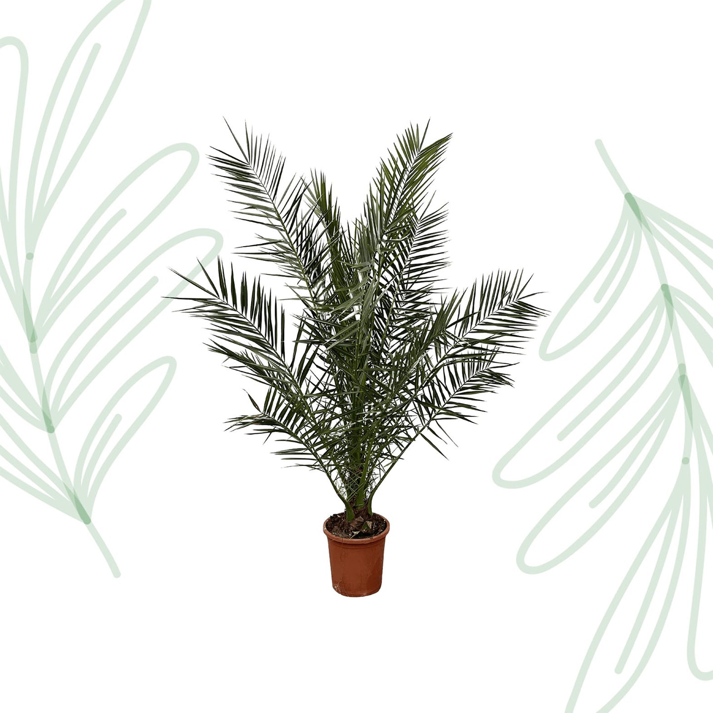 Phoenix Canariensis - Forest Plants