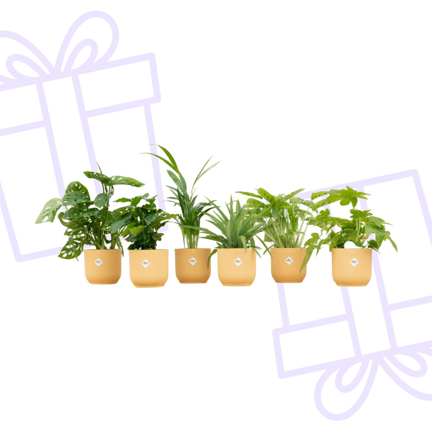 Verrassingsbox - 6 planten inclusief elho Vibes Fold Round Ø14 botergeel