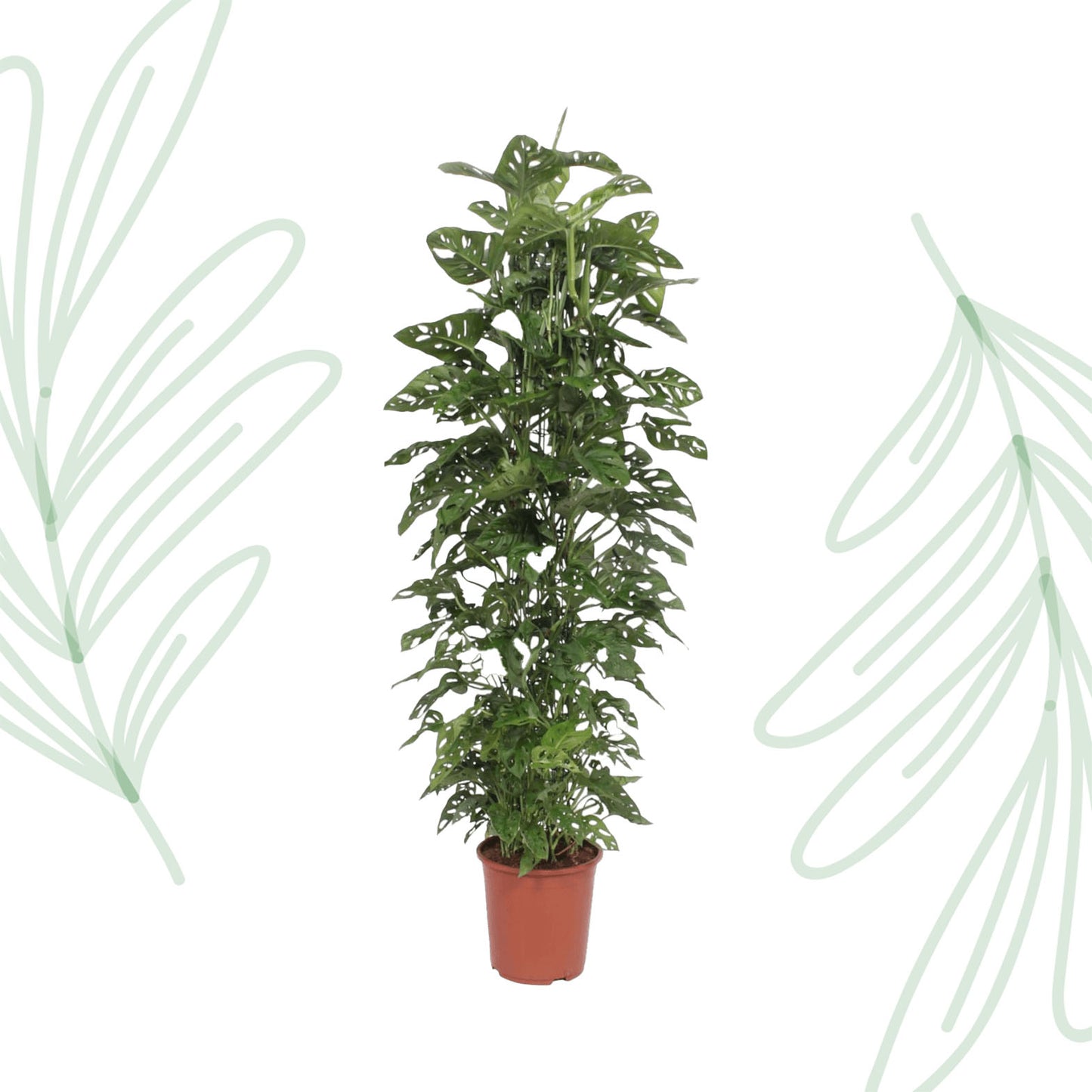 Monstera Monkey Leaf gaasrek - 180 cm - Forest Plants
