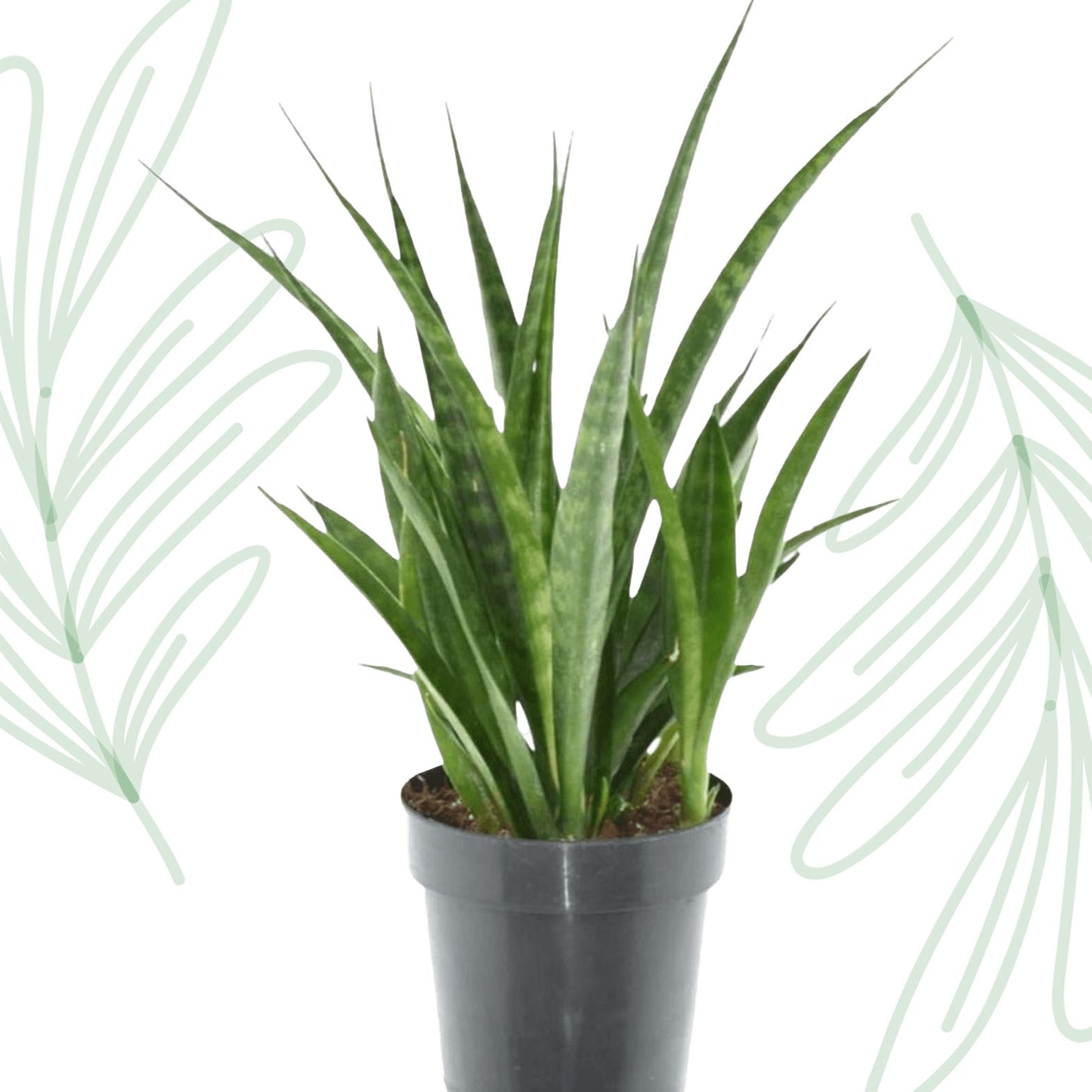 Sansevieria kirkii 'Friends' - 38 cm
