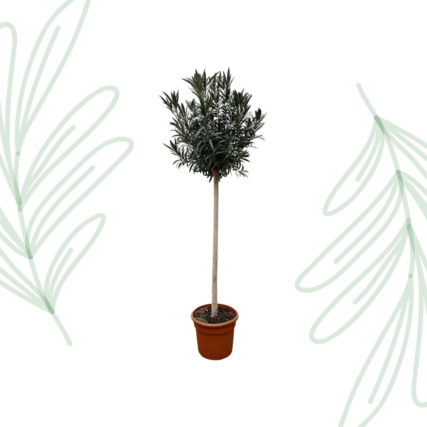 Nerium Oleander op stam met rode bloem - 170 cm - Forest Plants