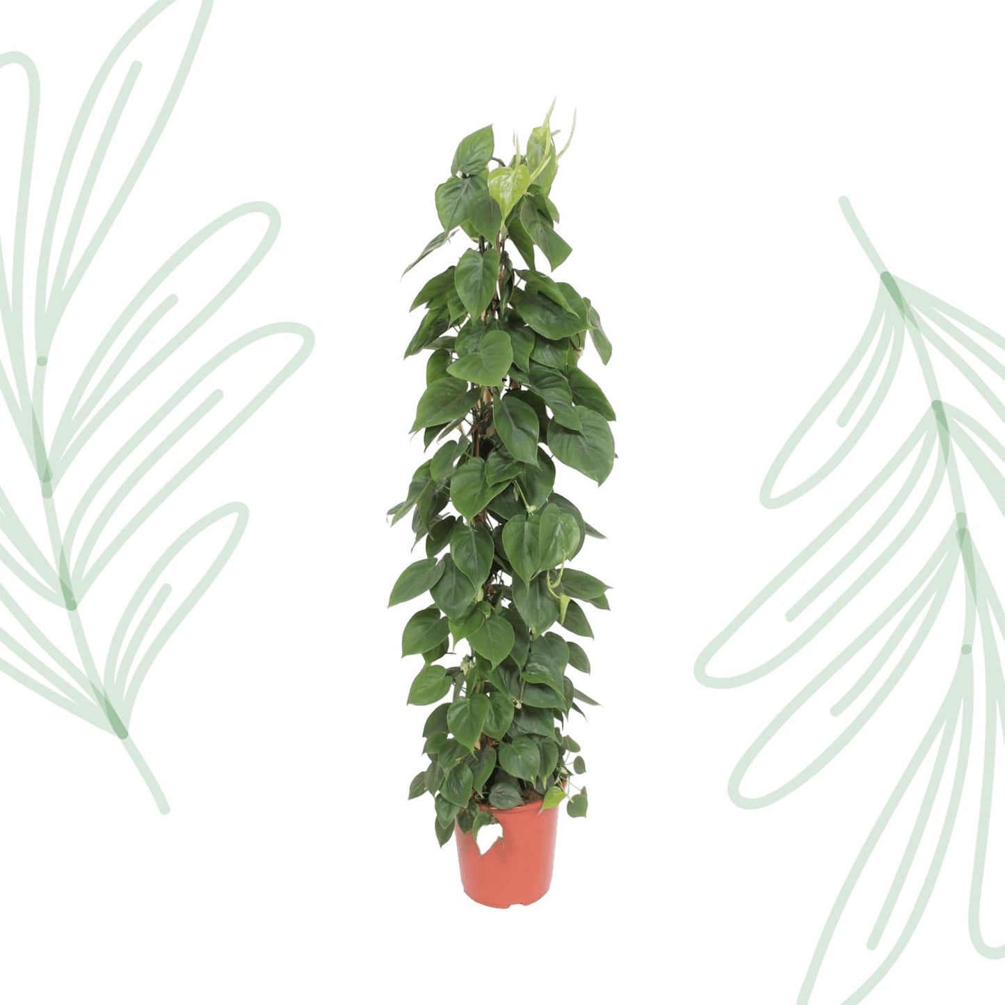 Philodendron Scandens gaasrek - 150 cm - Forest Plants