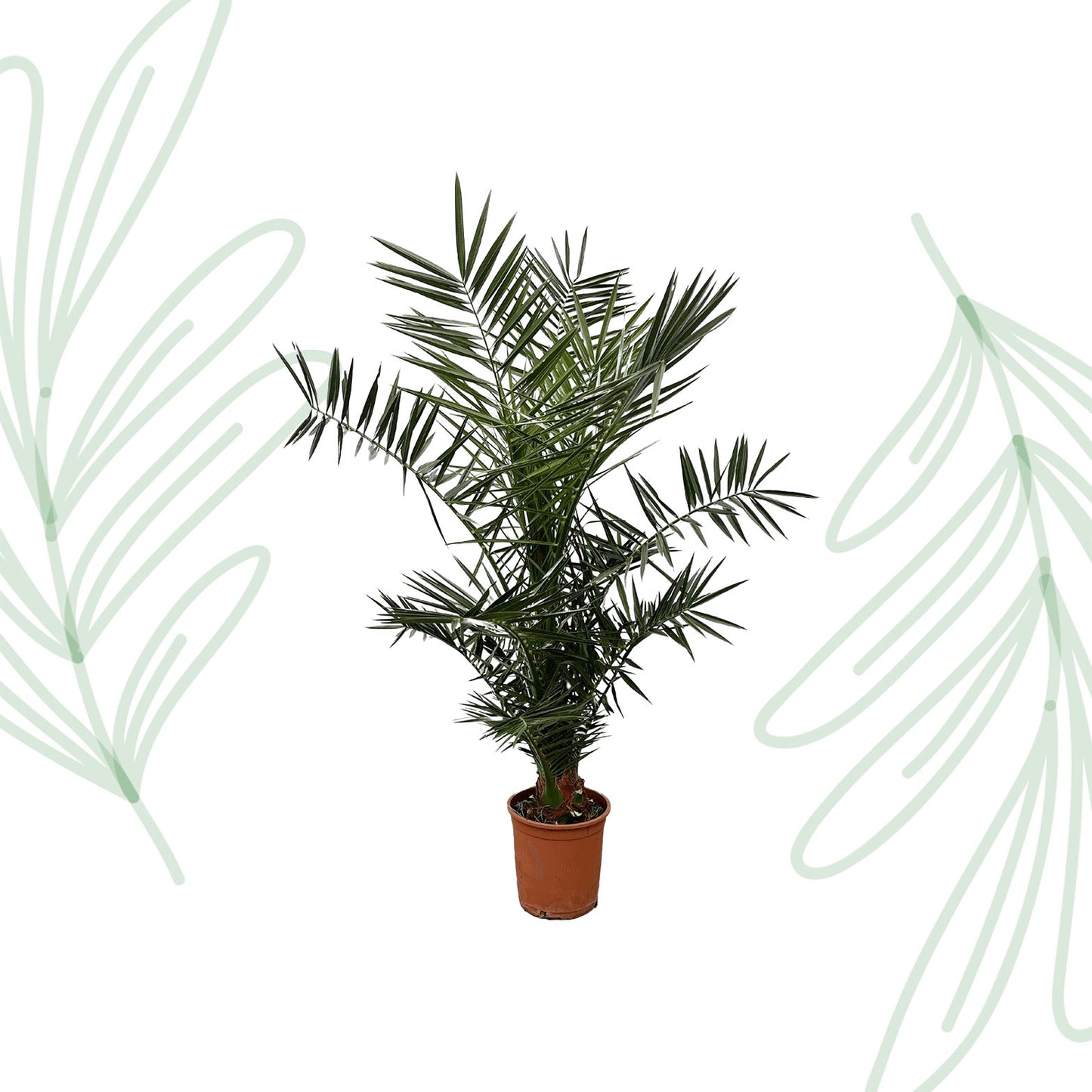 Phoenix Canariensis - 120 cm - Forest Plants