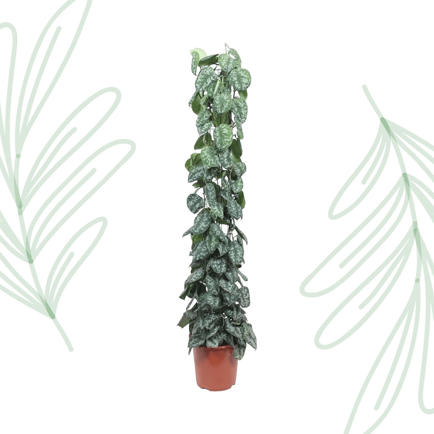 Scindapsus Pictus Trebie gaasrek - 160 cm - Forest Plants