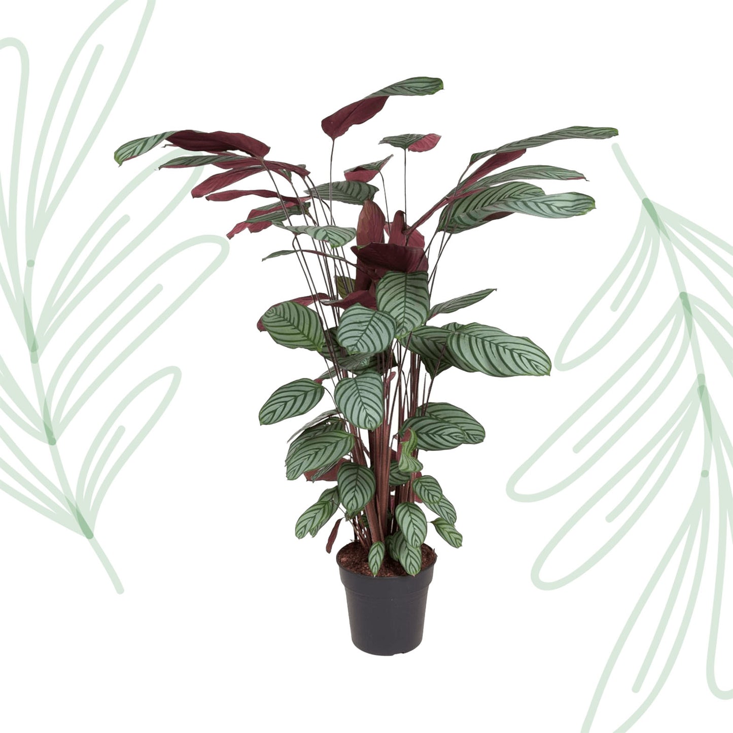 Calathea Oppenheimiana - 130 cm - Forest Plants
