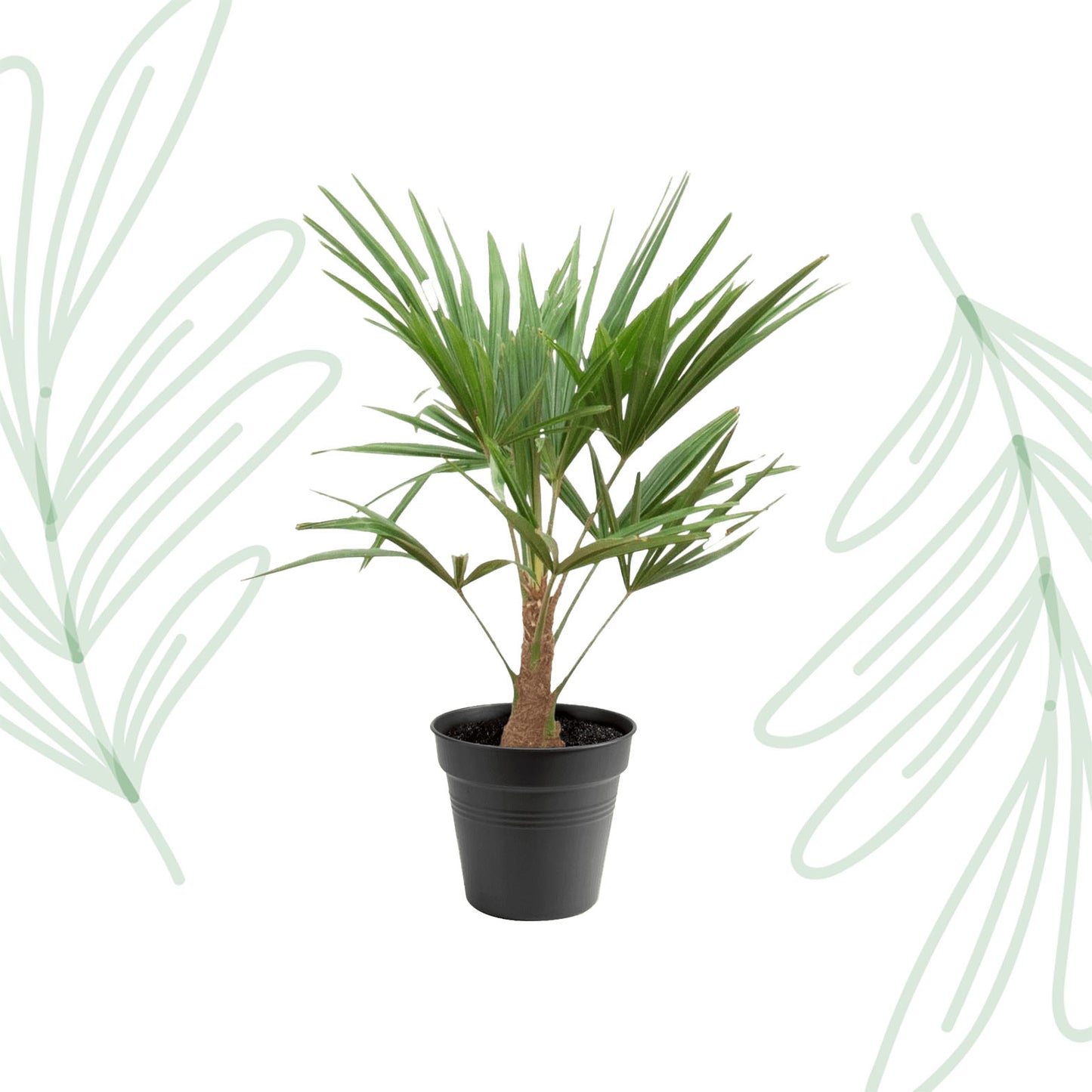 Trachycarpus Fortunei - 90-100cm - Forest Plants