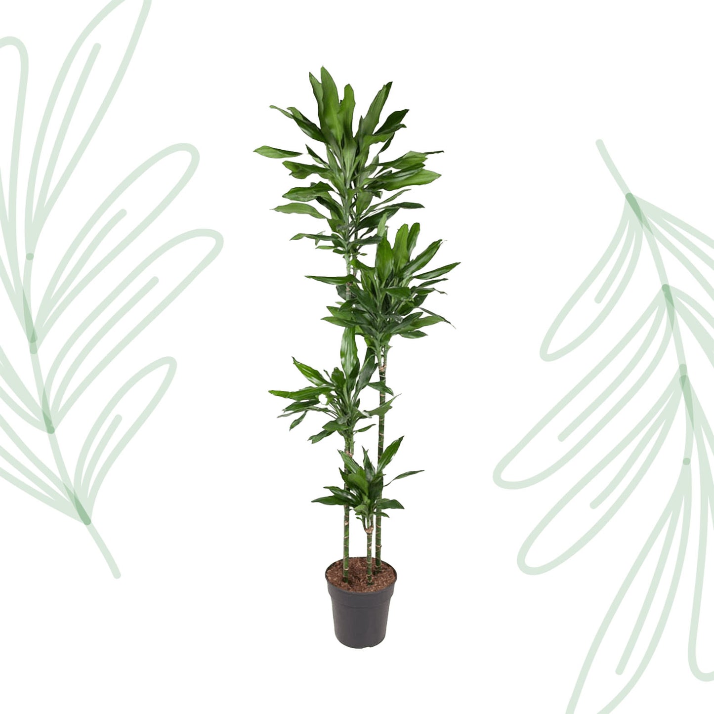 Dracaena Janet Lind - 180 cm - Forest Plants