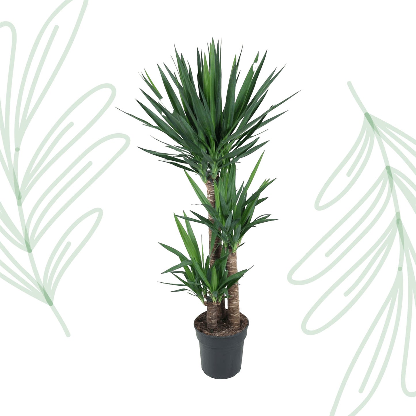 Yucca Elephantipe - 140 cm - Forest Plants