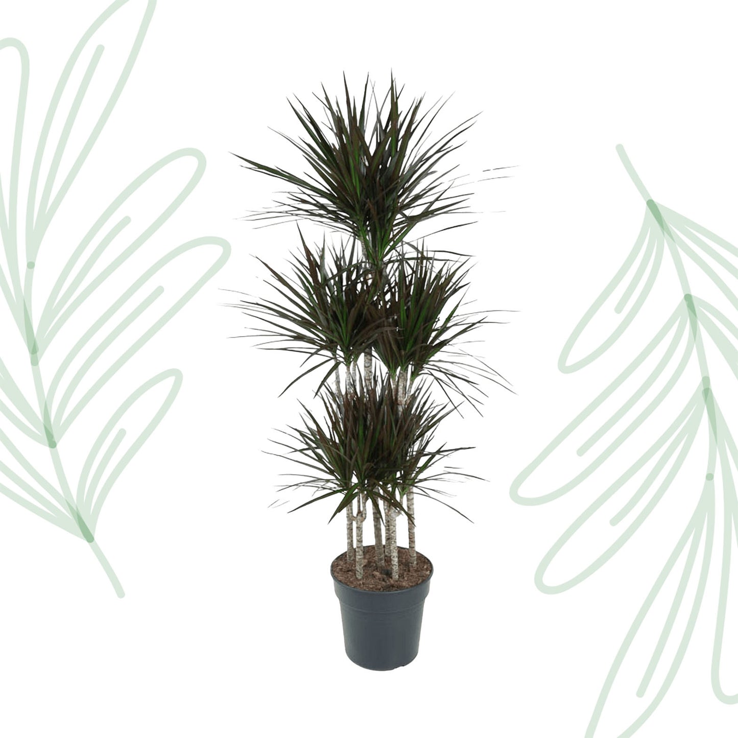 Dracaena Magenta Carrousel - 150 cm