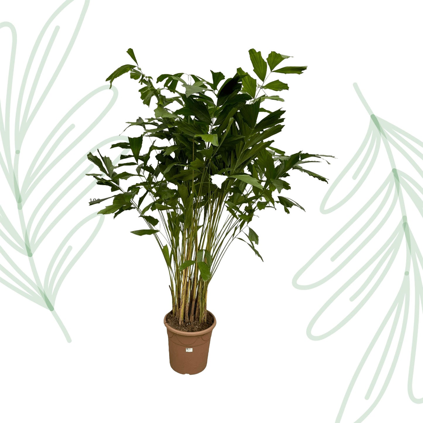 Caryota Mitis - 250 cm