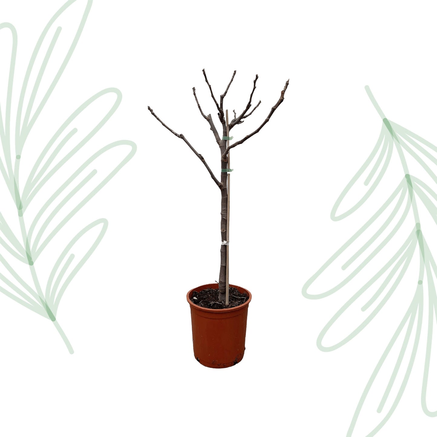 Ficus Carica op stam - 100 cm - Forest Plants